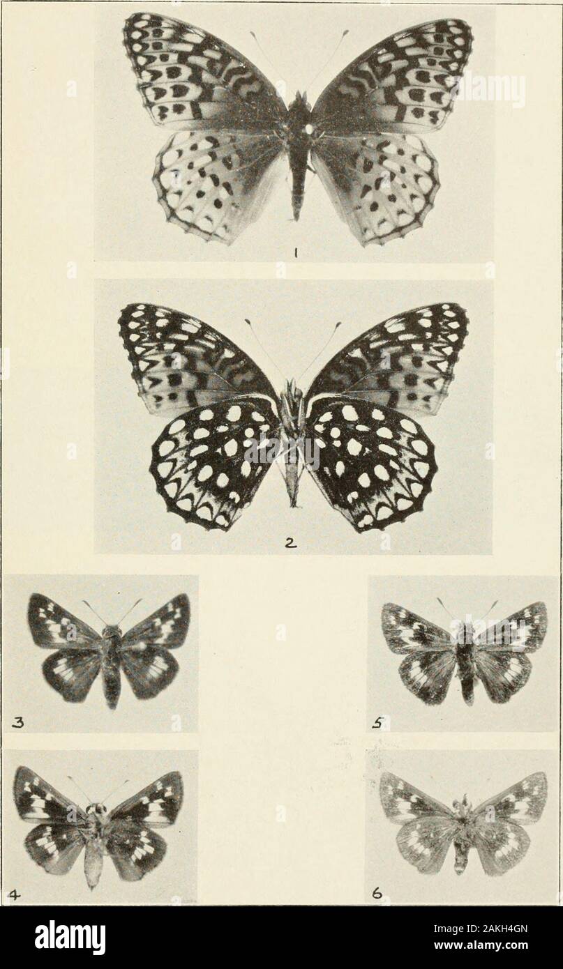 Bulletin - United States National Museum . Argynnis, Erynnis. and ATALOPEDES Plate 16 Figures 1.2. Argynnls uiJlirodite, male, upper (1) and under (2) sides. New- tonville, Mass., July 9, 1923. 3. Atalopedes cwnpcsfris, right-side male, left-side female. Cabin John, Md., July 25, 1926. X 2. See Plate 35. Figures 2 to 5. 4. .. Erynnis Iconardiis, male, upper (4) and under (5) sides. Silver Spring, Md., September 10, 1928.6.7. Erynnis leonardiis, male, upper (6) and under (7) sides. Silver Spring, Md., September 11, 192S.8.9. Erynnis leonardus, male, upper (S) and under (9) sides. New-tonville, Stock Photo