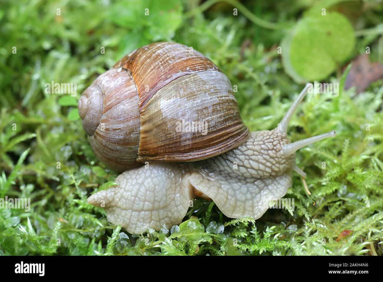 Helix pomatia, known as the Roman snail, Burgundy snail, edible snail or escargot, a species of large, edible, air-breathing land snail Stock Photo