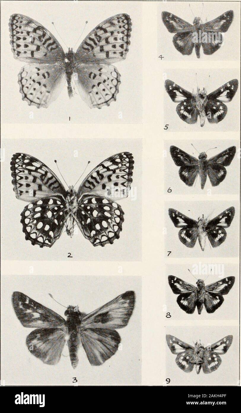 Bulletin - United States National Museum . ARGYNNIS CYBELE AND PHYCIODES NYCTEIS U. S. NATIONAL MUSEUM BULLETIN 157 PLATE 16. Argynnis, Erynnis. and ATALOPEDES Plate 16 Figures 1.2. Argynnls uiJlirodite, male, upper (1) and under (2) sides. New- tonville, Mass., July 9, 1923. 3. Atalopedes cwnpcsfris, right-side male, left-side female. Cabin John, Md., July 25, 1926. X 2. See Plate 35. Figures 2 to 5. 4. .. Erynnis Iconardiis, male, upper (4) and under (5) sides. Silver Spring, Md., September 10, 1928.6.7. Erynnis leonardiis, male, upper (6) and under (7) sides. Silver Spring, Md., September 1 Stock Photo