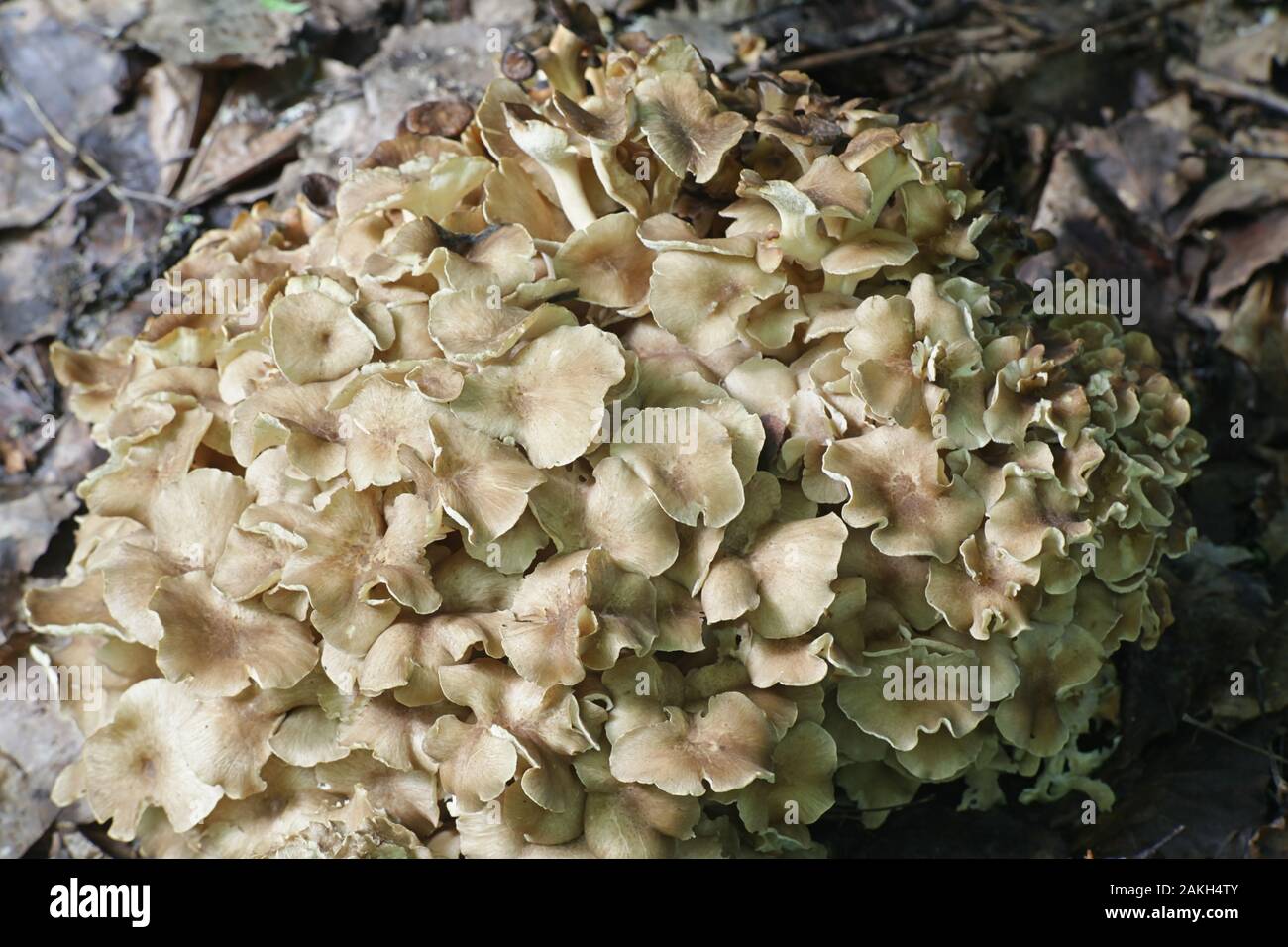 Polyporus umbellatus is a rare, edible species of mushroom, known as