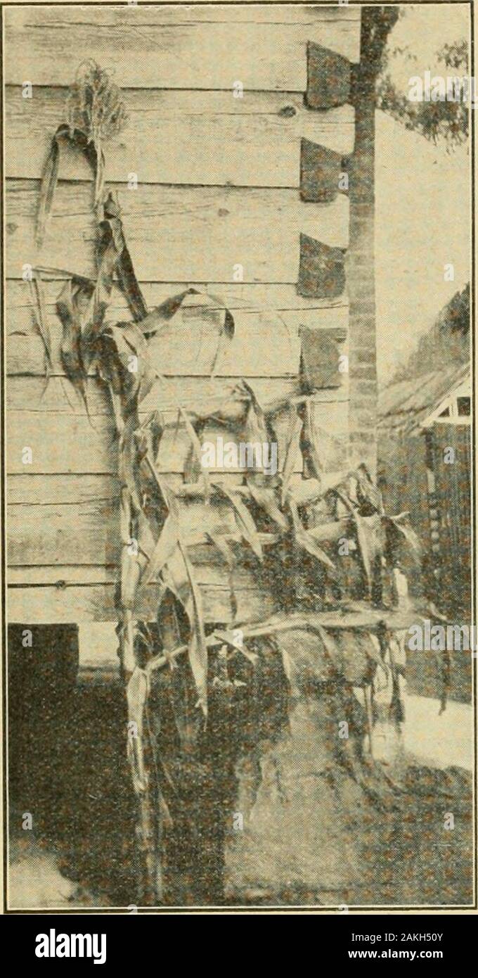 Bookidreport190 hi-res stock photography and images - Alamy
