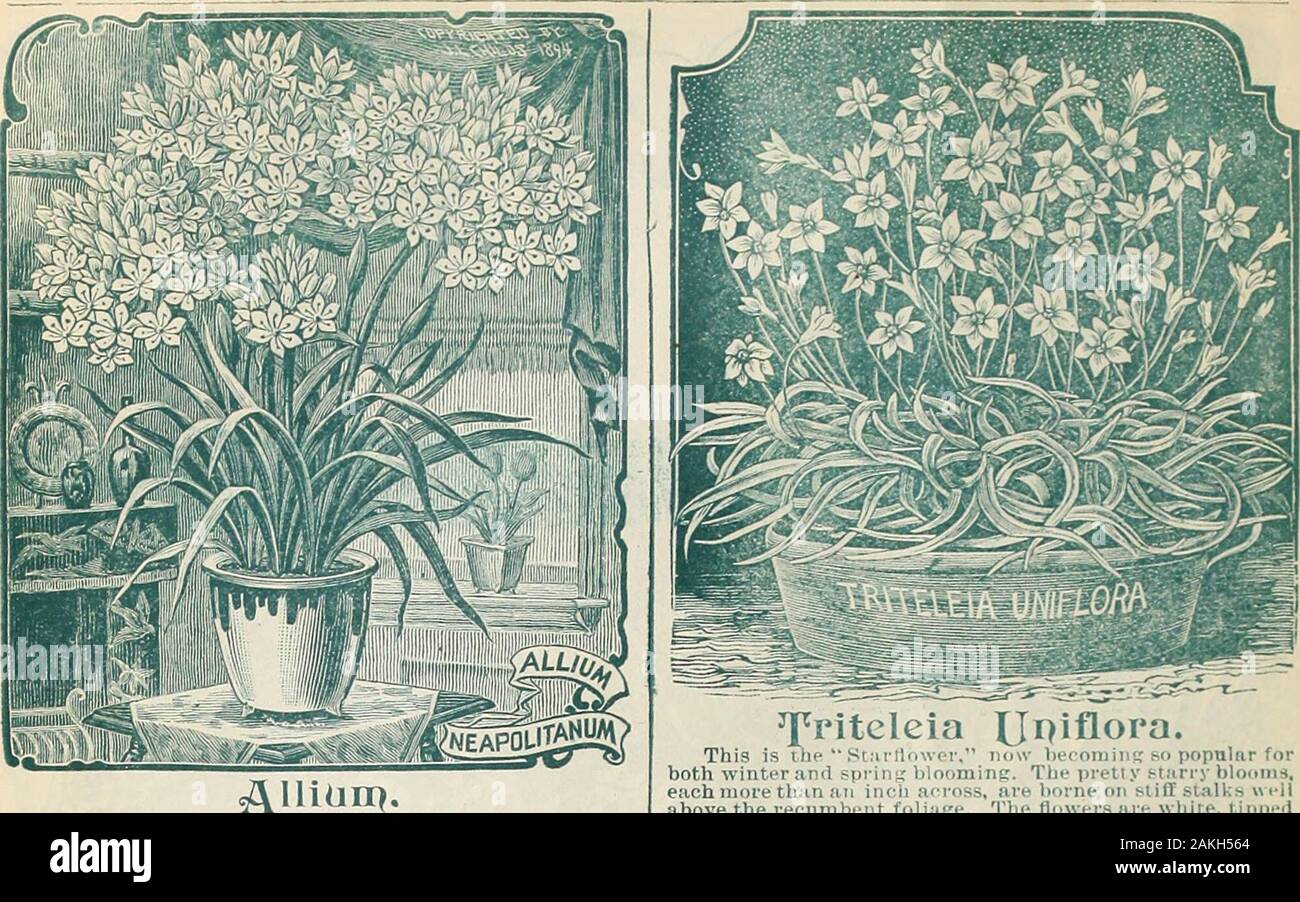 Childs' fall catalogue of bulbs and plants that bloom . ng. Various Colored Crandiflora This grand new strain isthe finest of all Freesias, possessing tints, colors and var-iegations not before seen. Notonly are the white and yel-low colors, seen, but pink, orange.violet, primrose, canaryand some purple shades so deep and rich as to be almostred. The flowers are of gigantic size and borne in extralarge clusters. The fragrance is rich and powerful. Allcolors mixed. 5c. each: 6 for 20c; 12 for 35c: 25 for f&gt;0c. Refracta Alba large bulbs. -Pure white, very sweet .md popular.2 for 5c: 15c. per Stock Photo