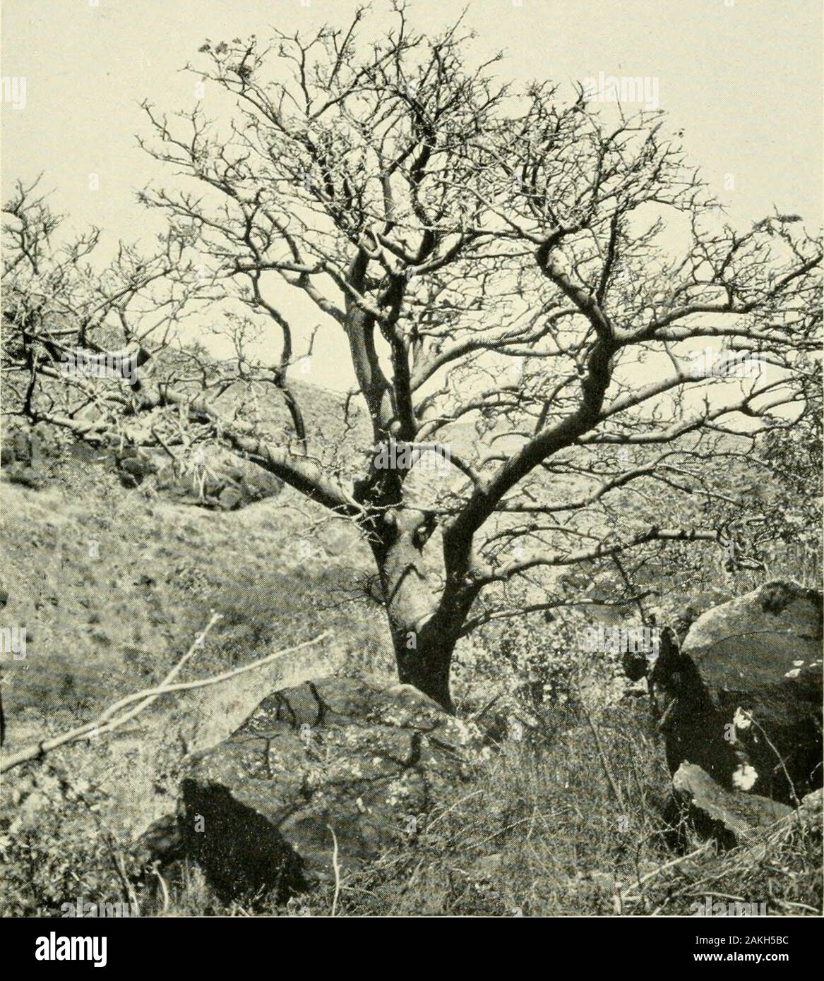 Expeditions organized or participated in by the Smithsonian Institution.. . li(.. 72.— Iruiik i)f a large koa tree (Acacia koa), on the eastern slope ofManila Loa. Hawaii. A valuable wood much used in cabinet making, especiallyfor ukuleles. NO. r SMITHSONIAX EXPLORATIONS, I916 69 The indigenous grasses of the Hawaiian Islands are not numerous.The most interesting l^elong to the genera Panicum and P^ragrostis.A tall sjiecies of the latter [E. atropioides) is the dominant grassupon the plain hetvveen Alauna Loa and Mauna Kea. Three peculiar. Fic. y^.—Wiliwili {Hrythrina iiwnospcrma), in an arid Stock Photo