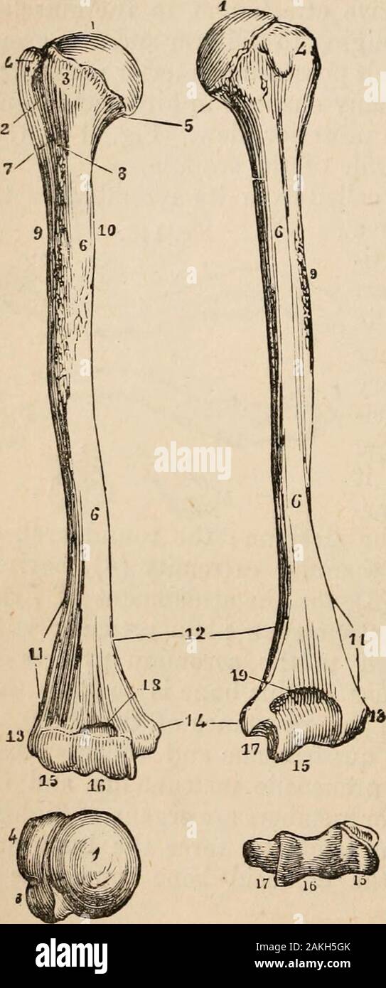 Groove For Ulnar Nerve Humerus