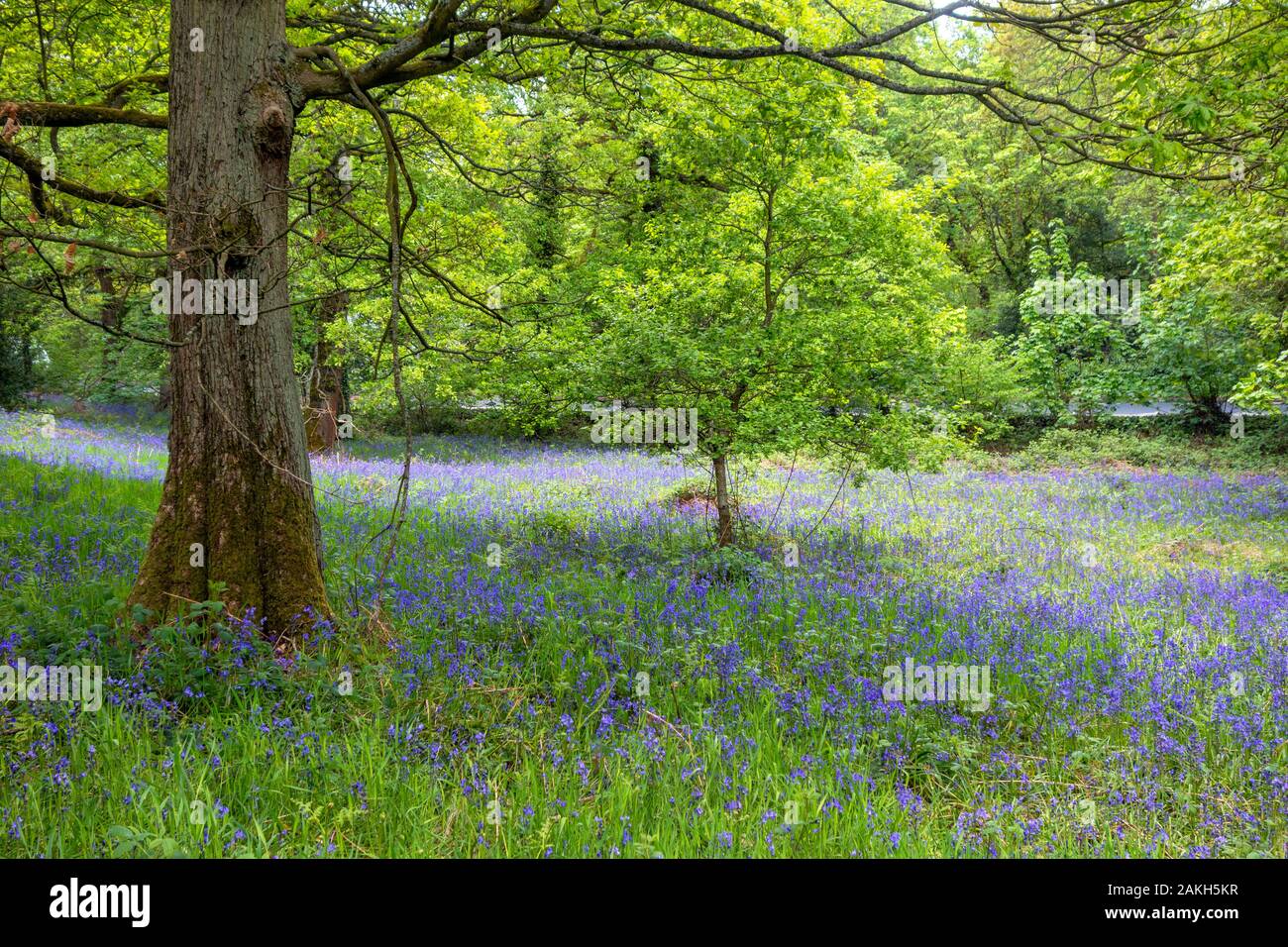 Bluebells in a wood near Honley, West Yorkshire, England, UK Stock Photo
