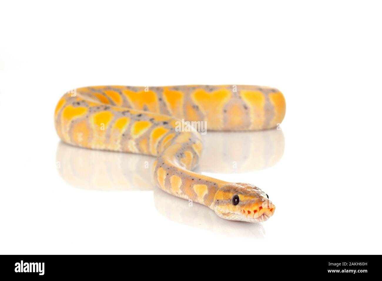 ball python in front of white background Stock Photo - Alamy