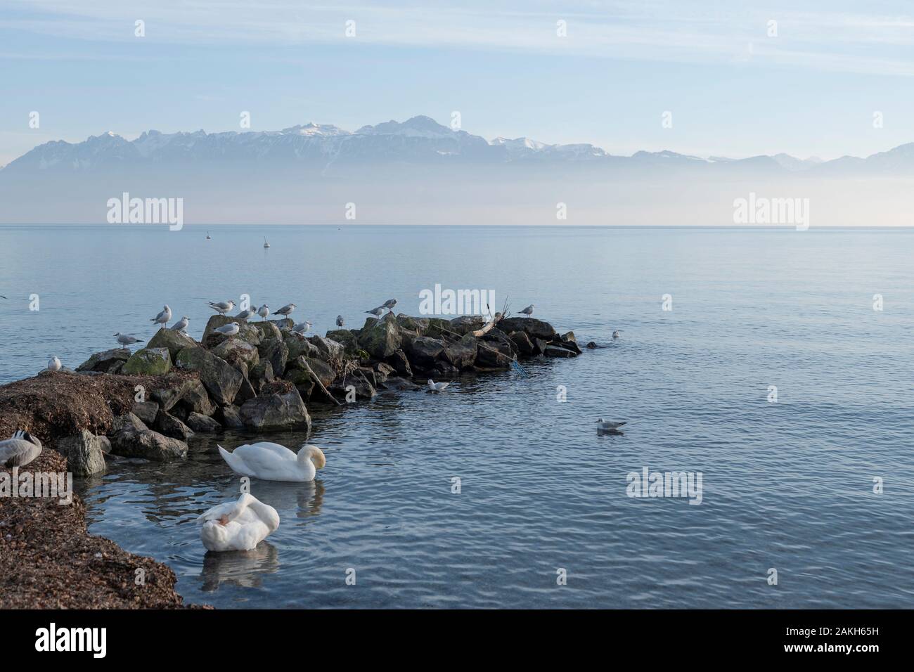 Birdlife at Lake Geneva in Lausanne on the 08th January 2020 in Lausanne in Switzerland. Stock Photo