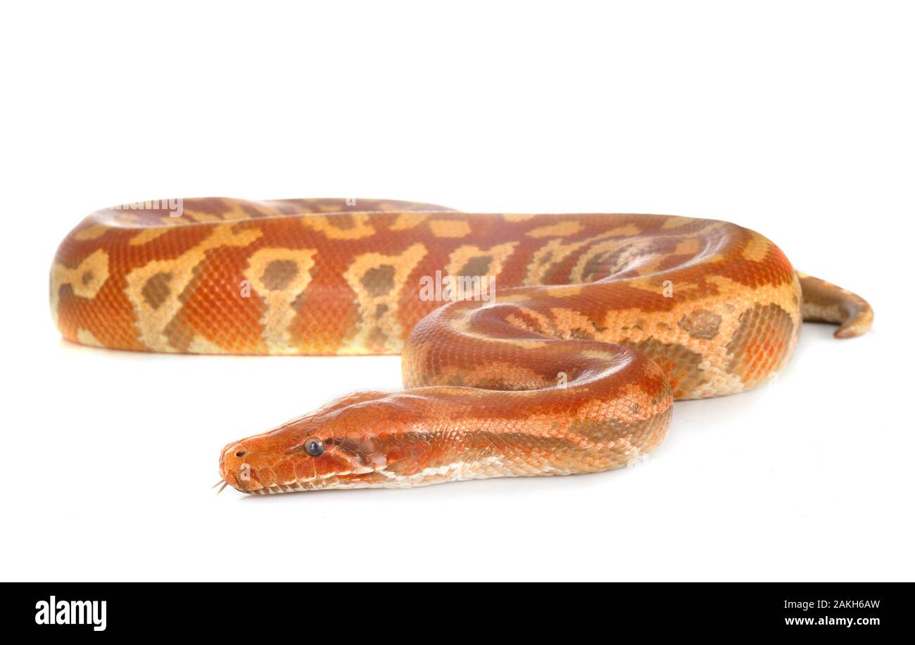Brongersma s short tailed python Cut Out Stock Images & Pictures - Alamy