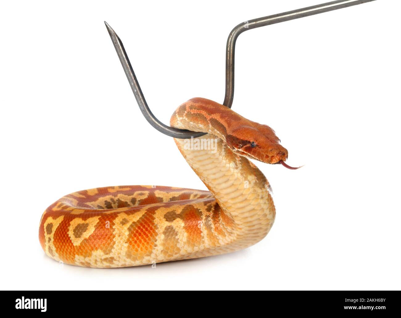 Python brongersmai in front of white background Stock Photo - Alamy