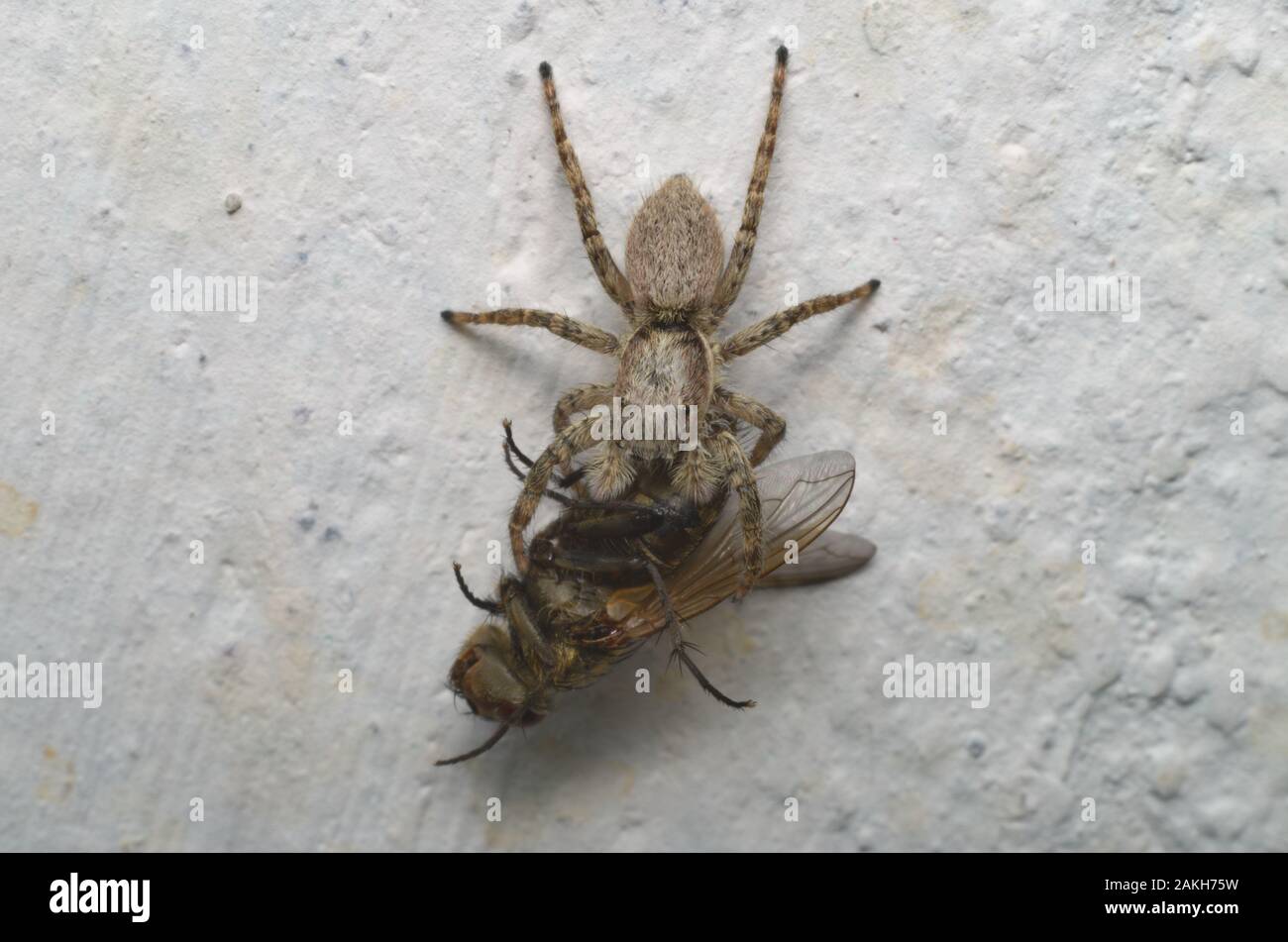 Gray jumping spider eating a fly on a house wall in Italy. Stock Photo