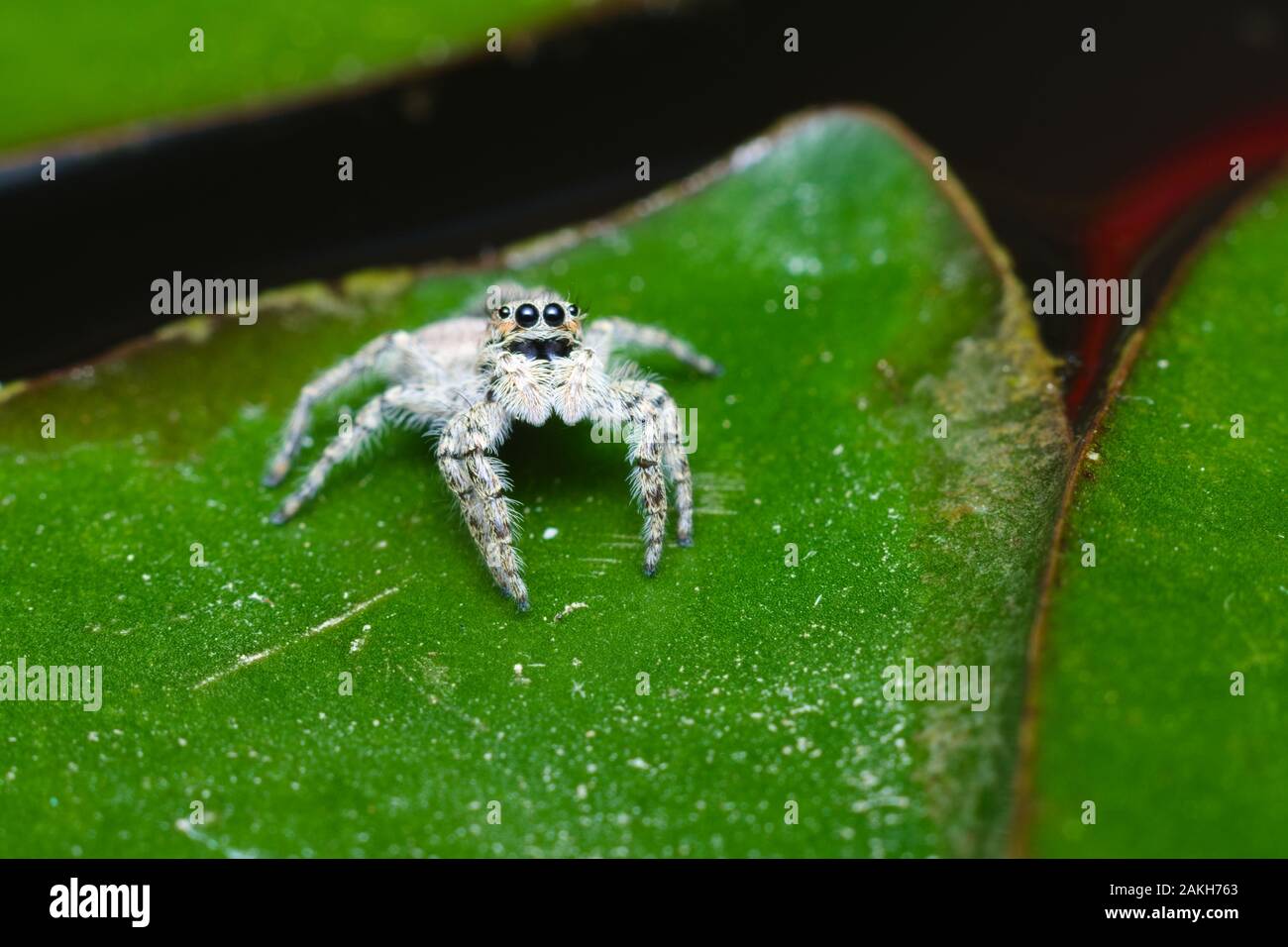 Black house spider hires stock photography and images Alamy