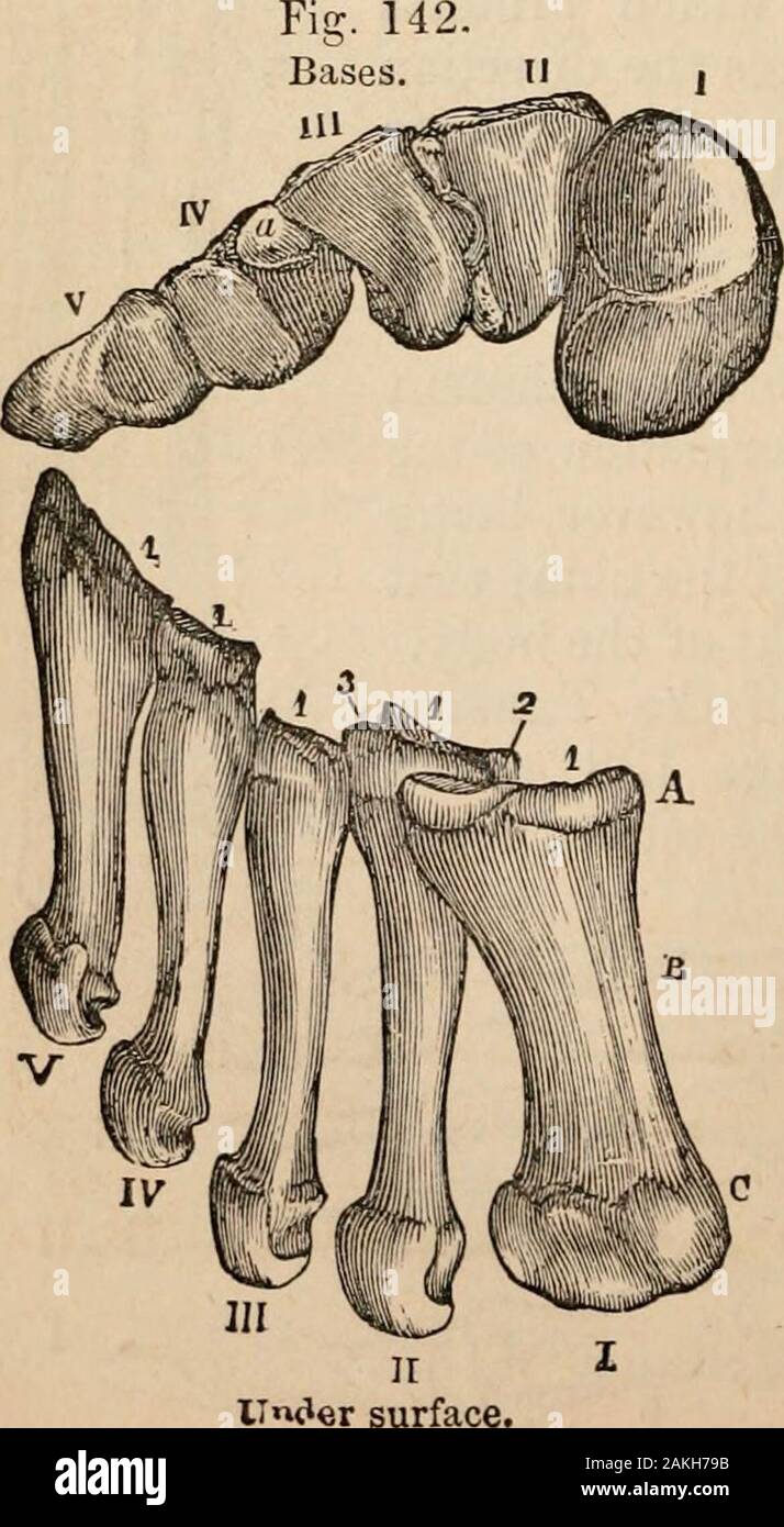 Outlines of comparative physiology touching the structure and development of the races of animals, living and extinct : for the use of schools and colleges . dby the astragalus, which projectsabove the rest, and fits into thespace between the tibia and thefibula. The astragalus (i) rests uponthe heel bone, os calcis, (in), whichprojects backwards, and is connected before with the navi-cular bone (11). The second row (Fig. 140) consists of three wedge-shapedbones, ossa cu-neiformia (rv,V,YI), and thecuboid bone,05 cuboides(YII).The con-cave posterior surfaces (i, i, i, T) articulate with the fi Stock Photo
