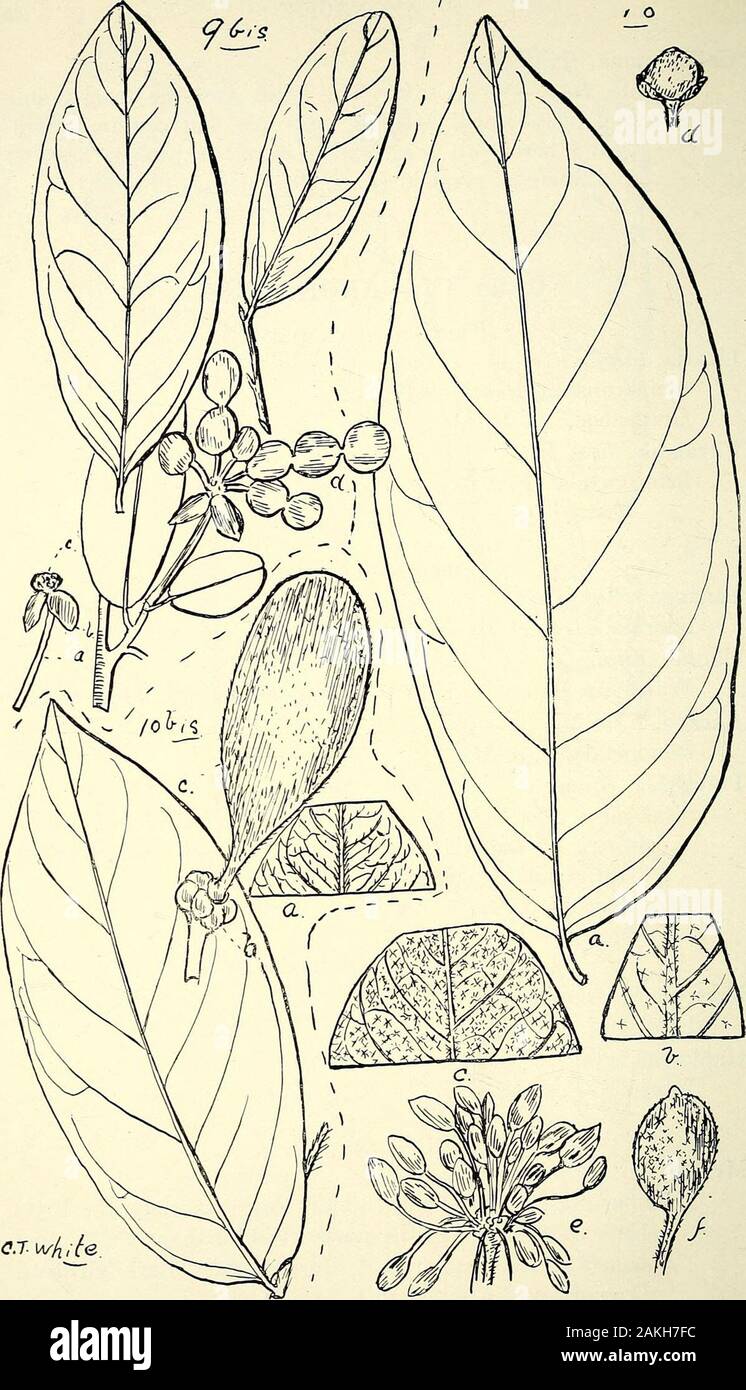 Comprehensive catalogue of Queensland plants, both indigenous and naturalisedTo which are added, where known, the aboriginal and other vernacular names; with numerous illustrations, and copious notes on the properties, features, &c., of the plants . Brilnnich). (Fig. 8.) Order IV.— ANONACEJE. Tribe I.—Uvarie^e.Uvaria. Linn. membranacea, Benth. (Fig. 9.)Goezeana, F. v. M.Fitzalania, F. v. M. heteropetala. F.v.M.— ? Uvaria heteropetala, F. v. M., FlAustr. i. 51. Tribe II.—Unone.e.Cananga, Ram ph. odorata, H. f. et T-—Wood hard, grey.Unonia, Linn. Wardiana, Bail.— Niadoa of Mapoon natives. (Fig. Stock Photo