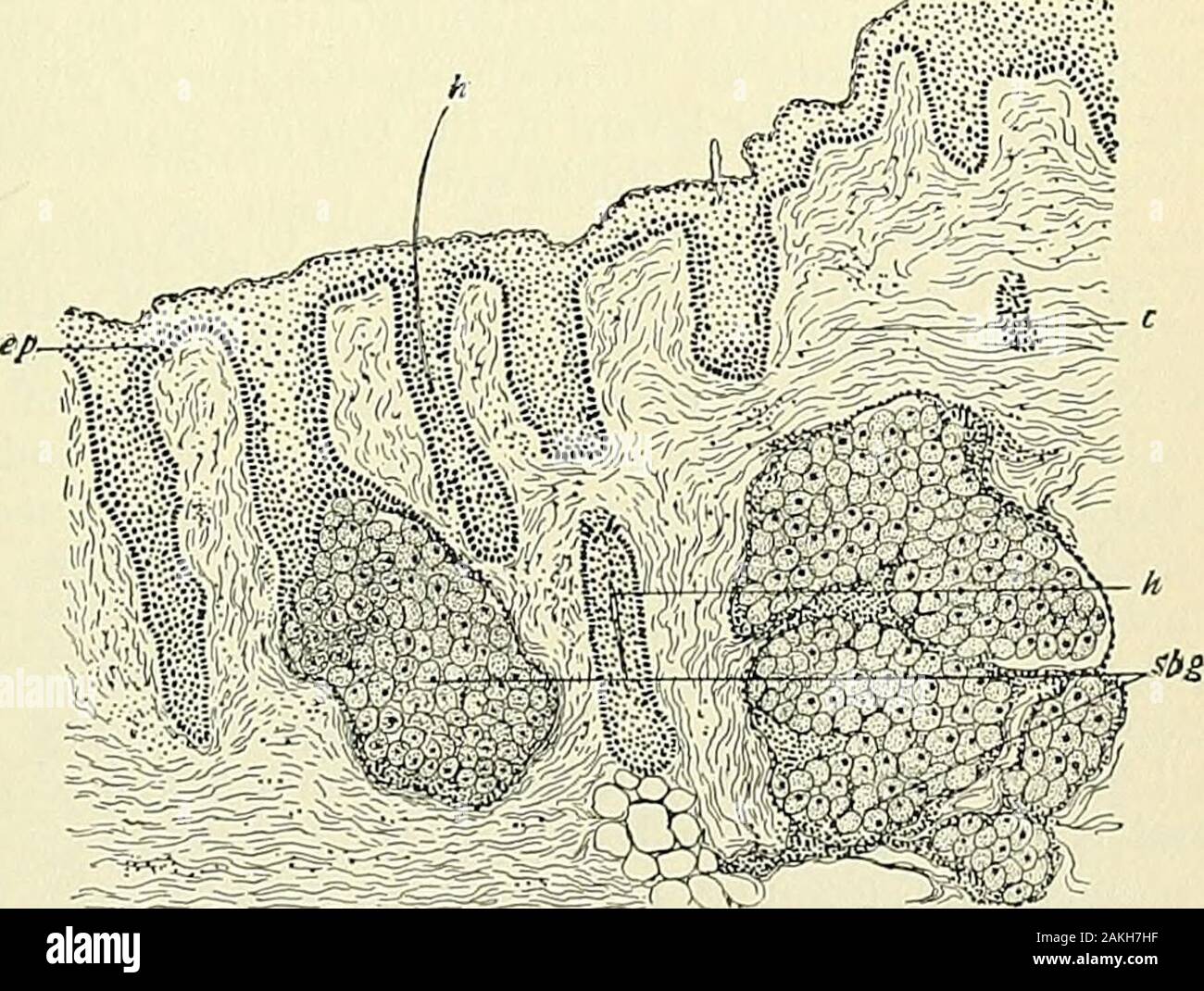 An American text-book of genito-urinary diseases, syphilis and diseases of the skin . Fig. 227 —Sivont-i-liunls. The gland proper consists of lobules or clusters of epithelial cells seated upona basement membrane. The outer cells near the basement membrane arecylindrical and of much the same form as those of the rete, while fartherinward they become larger and polyhedral, and are more or less filled withfat, which increases the nearer the center is approached. The cavities of theacini empty into a common gland-cavity filled with remnants of epithelial. Fig. 228.—sb.g, sebaceous glands; ep, epi Stock Photo