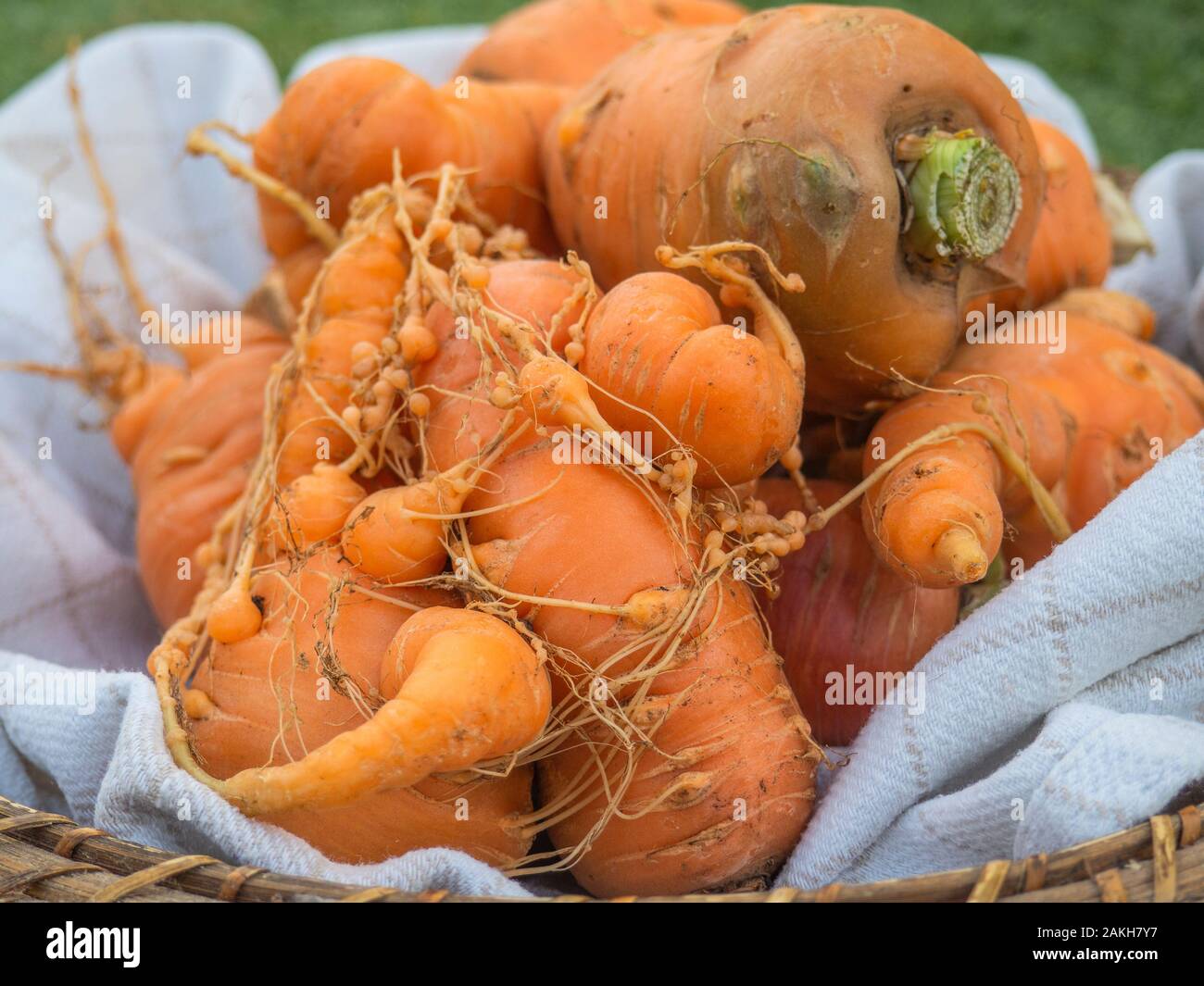deformed carrots in a basket Stock Photo