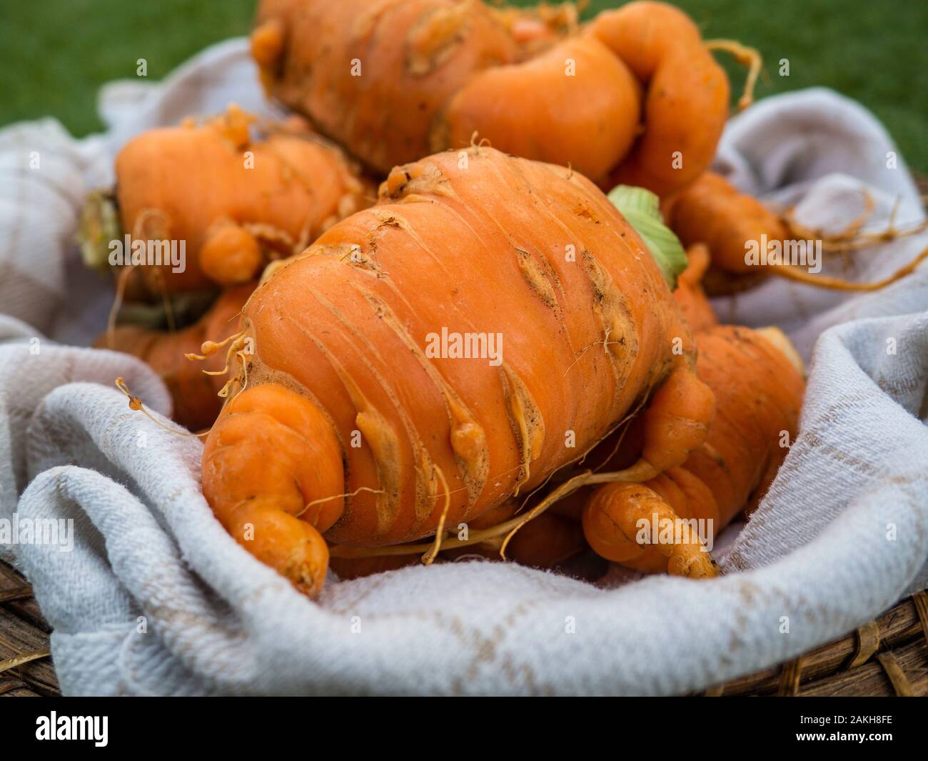 deformed carrots in a basket Stock Photo