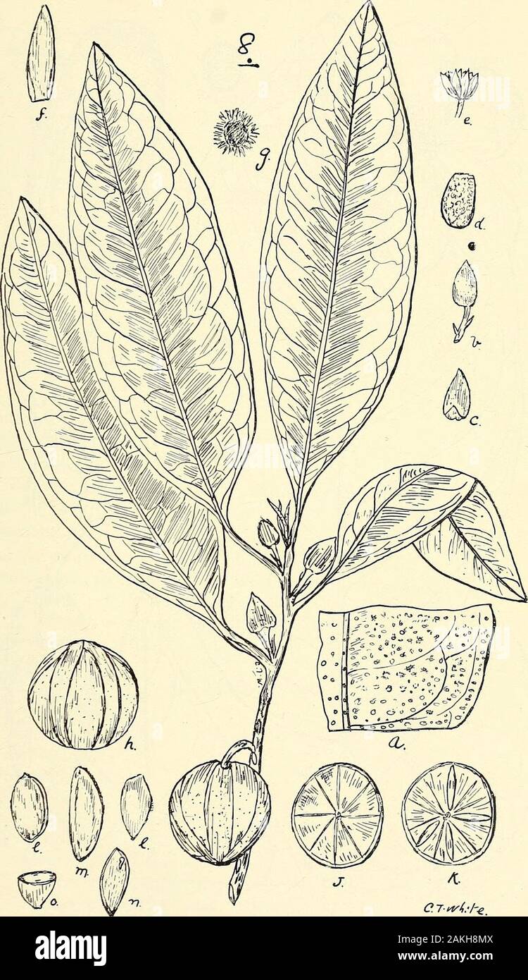 Comprehensive Catalogue Of Queensland Plants Both Indigenous And Naturalisedto Which Are Added Where Known The Aboriginal And Other Vernacular Names With Numerous Illustrations And Copious Notes On The Properties Features C Of