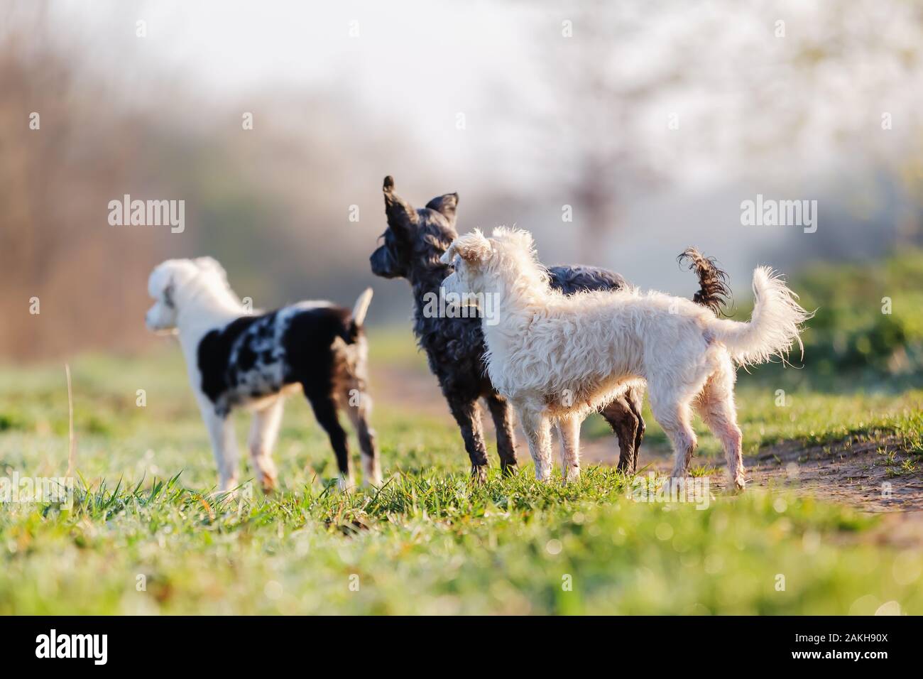 three cute small dogs looking in one direction Stock Photo