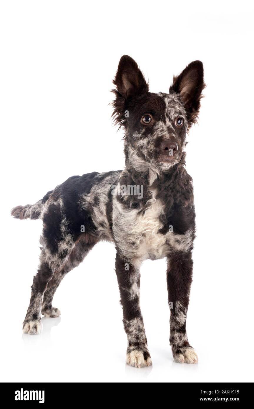 puppy mudi in front of white background Stock Photo