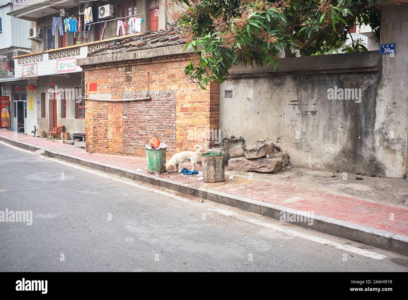 Stray dog on sidewalk Stock Photo
