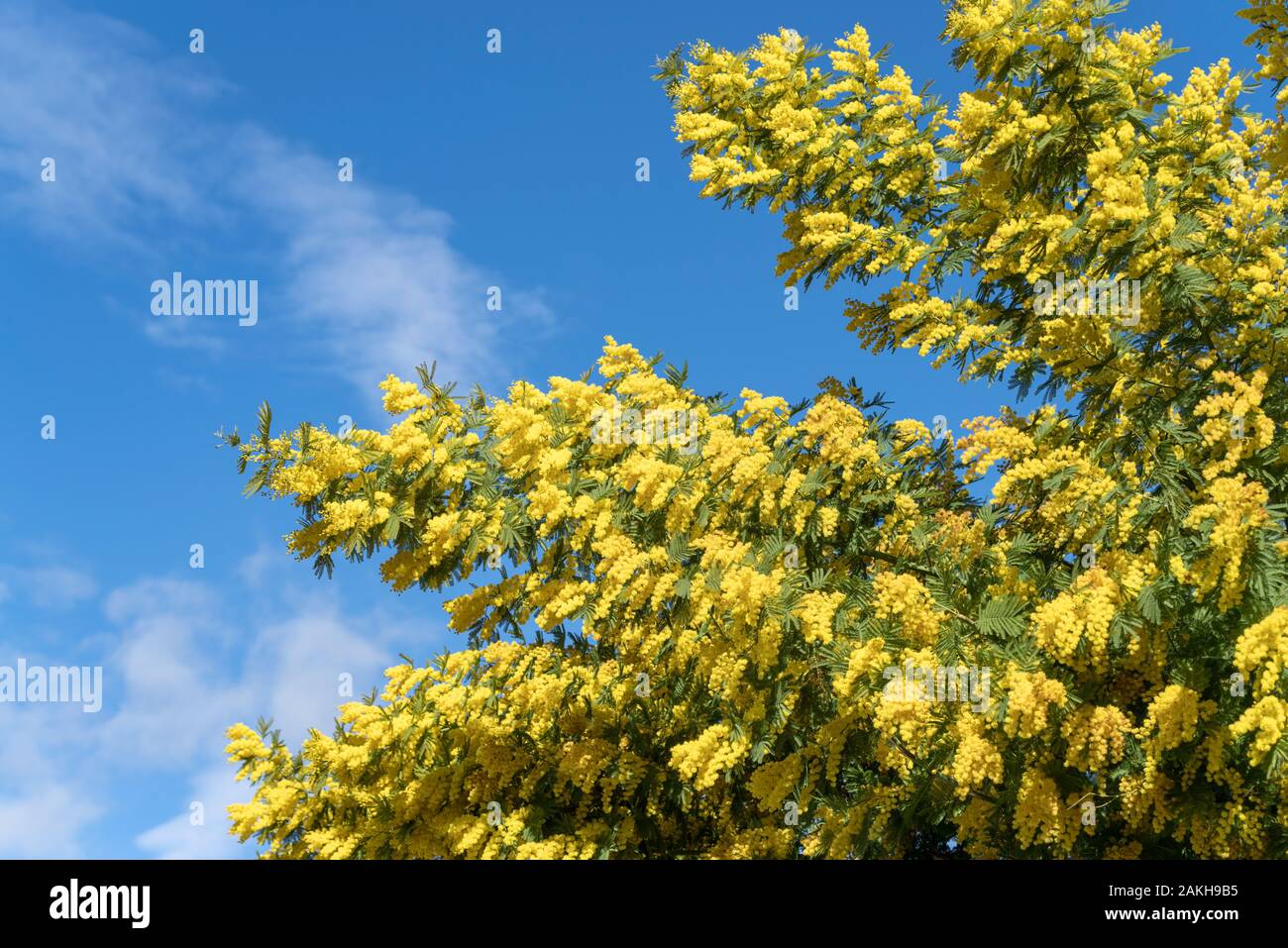 Close up of yellow flowers of mimosa Stock Photo