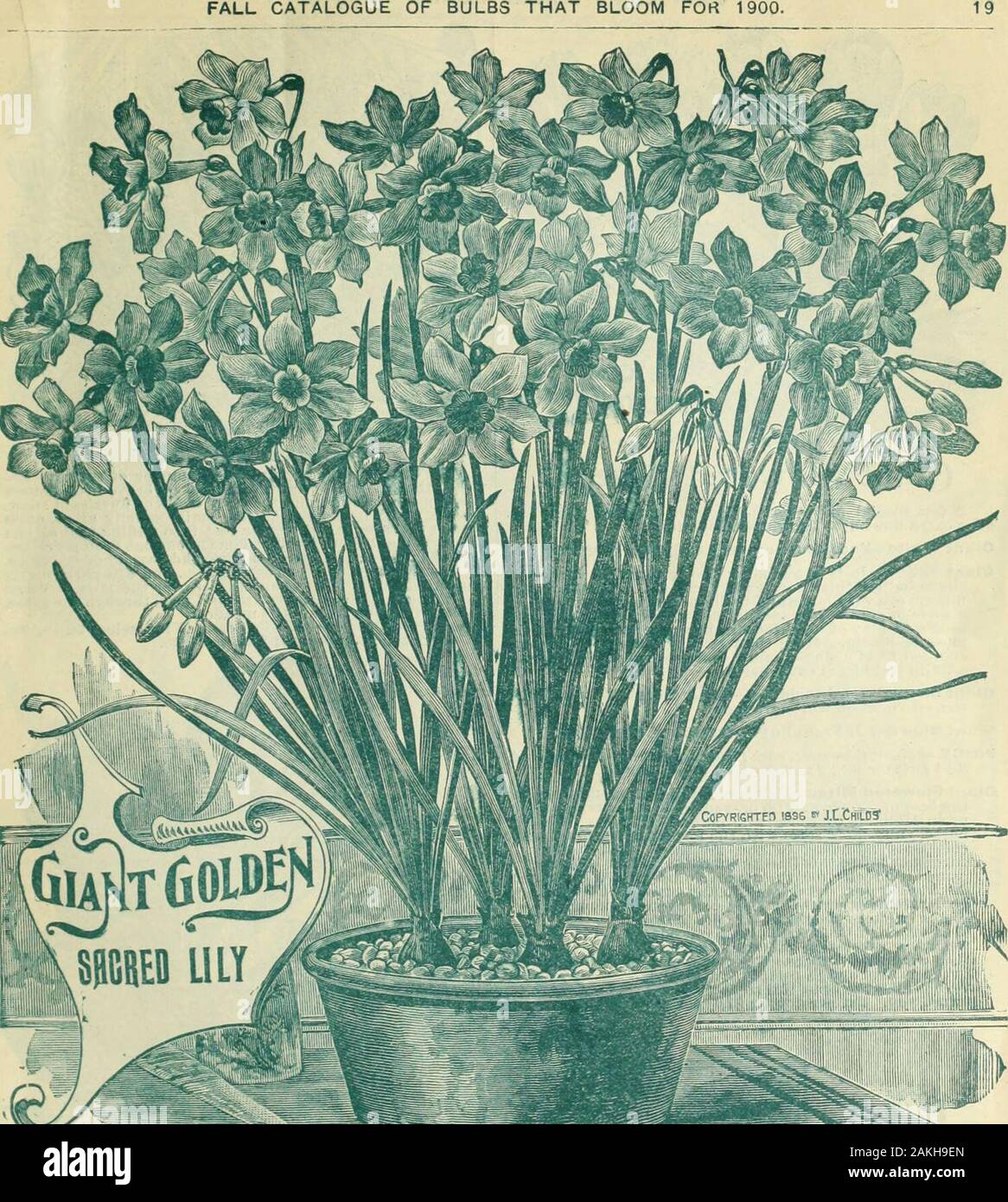Childs Fall Catalogue Of Bulbs And Plants That Bloom The Great Golden Sagred Lily A Magnificent Winter Flower Which Each One Should Plant F Tt S Compared With The Chinese Sacred I Ily