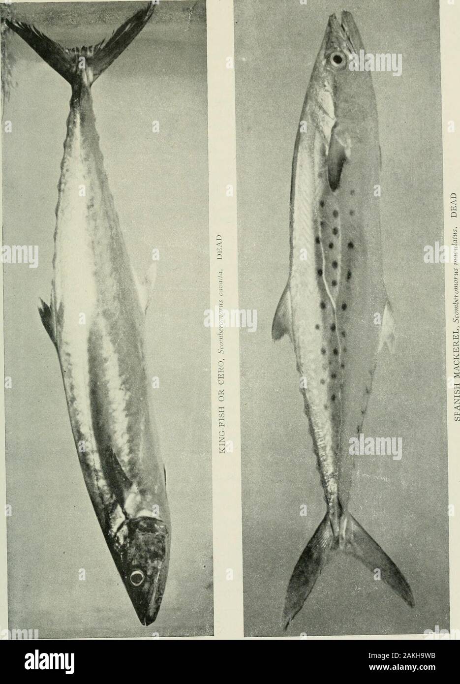 American food and game fishes : a popular account of all the species found in America, north of the equator, with keys for ready identification, life histories and methods of capture . Sierra ; Pintado ; Kingfish Scomberoinorus regalis (Bloch) This fine fish is found from Cape Cod to Brazil, but it isnot common anywhere except about Florida and Cuba. It grows 286. Kingfish ; Cero ; Cavalla to 5 or 6 feet in length, 20 pounds or more in weight, and isan excellent game and food-fish. It is found on the southFlorida Coast and is caught by trolling. It is not always dis-tinguished by the fishermen Stock Photo