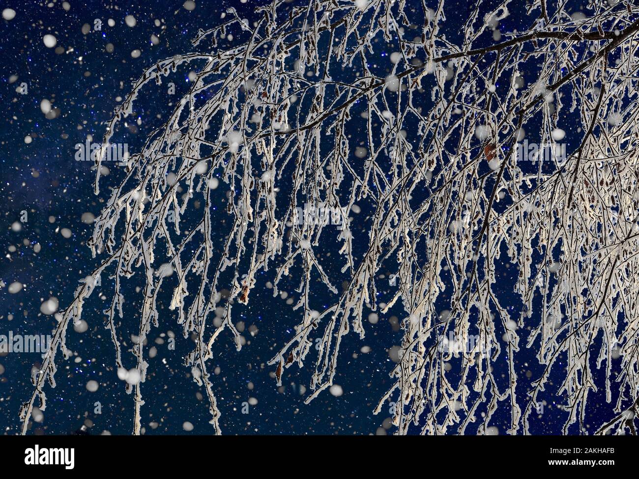 Frozen birch tree branch in the park or forest with snow and ice hoarfrost at cold winter night illuminated. Fairy tale of winter night. Magic of beau Stock Photo