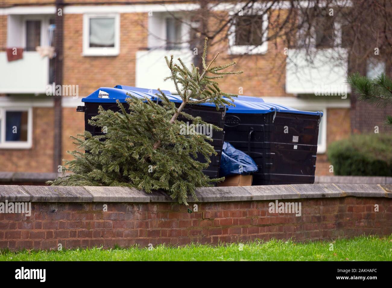 An unwanted Christmas tree is left by the bins in South East London