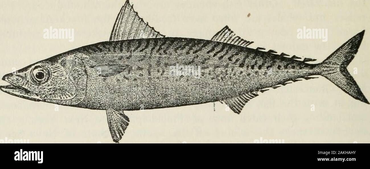 American food and game fishes : a popular account of all the species found in America, north of the equator, with keys for ready identification, life histories and methods of capture . ovinces. The United States Fish Commission has undertaken the arti-ficial propagation of the mackerel, but the results have not yetbeen satisfactory. In 1896, 24,000,000 eggs were collected, butonly a small percentage hatched. The mackerel egg is exceed-ingly small, it being only 2^ of an inch in diameter. The eggsaverage about 40,000 to the fish, but 200,000 have been takenfrom 1 fish. The largest mackerel woul Stock Photo