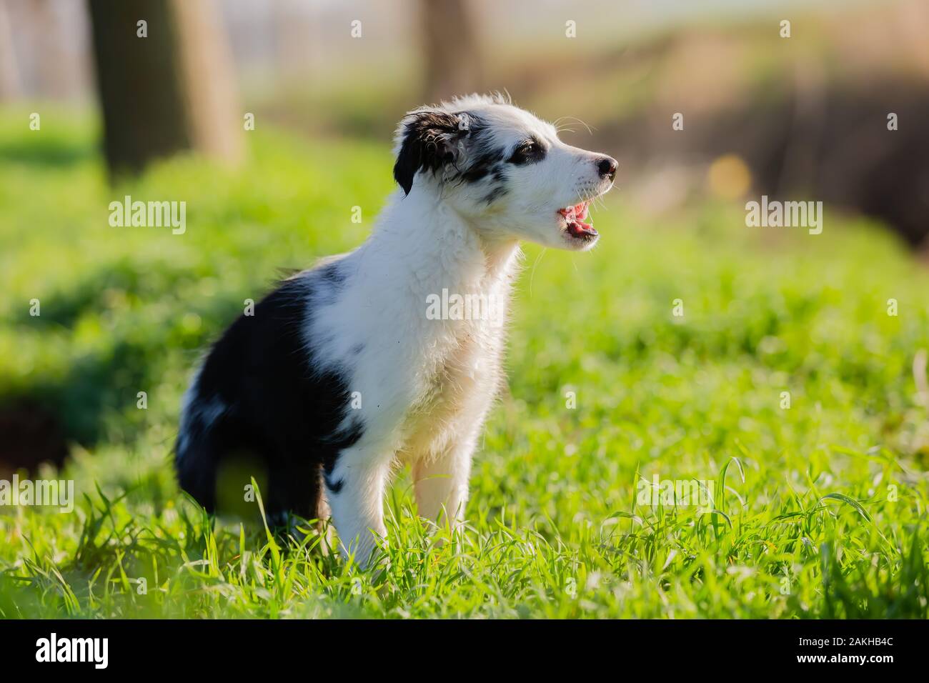 picture of a cute mixed-breed puppy that sits in the grass Stock Photo ...