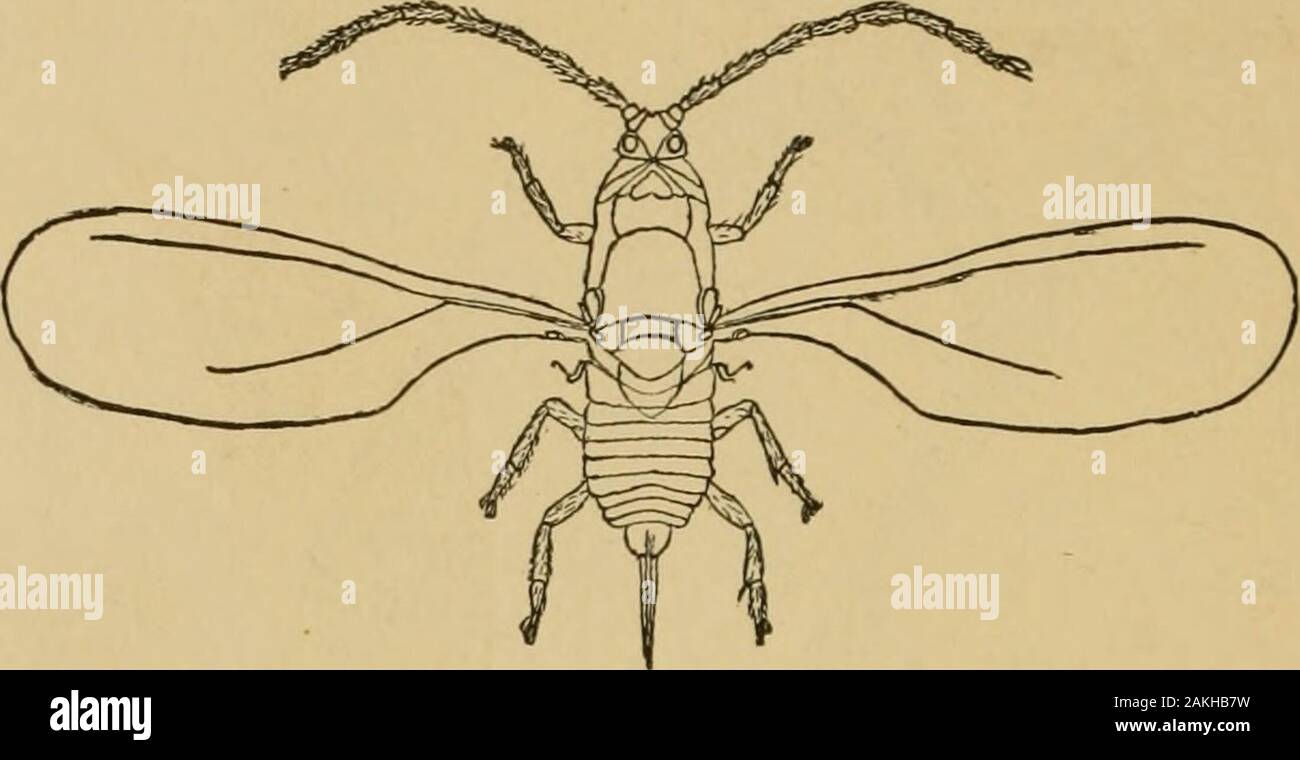 Insects on citrus trees hi-res stock photography and images - Alamy