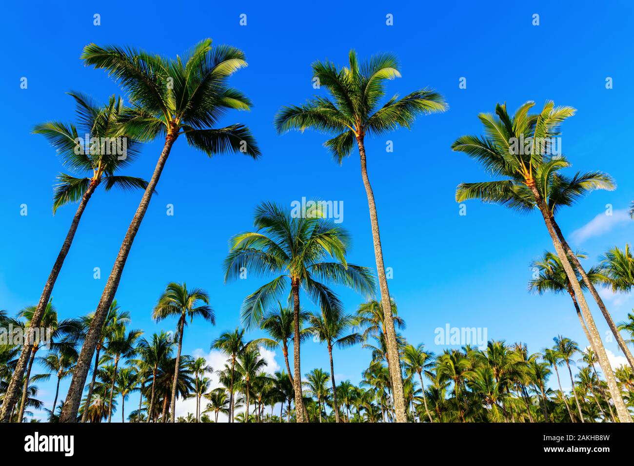 Picture of a palm tree hi-res stock photography and images - Alamy