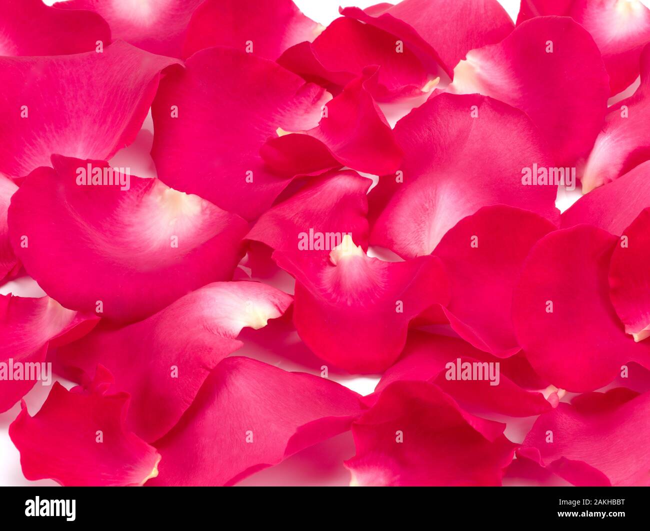 Pink rose petals on white background Stock Photo - Alamy