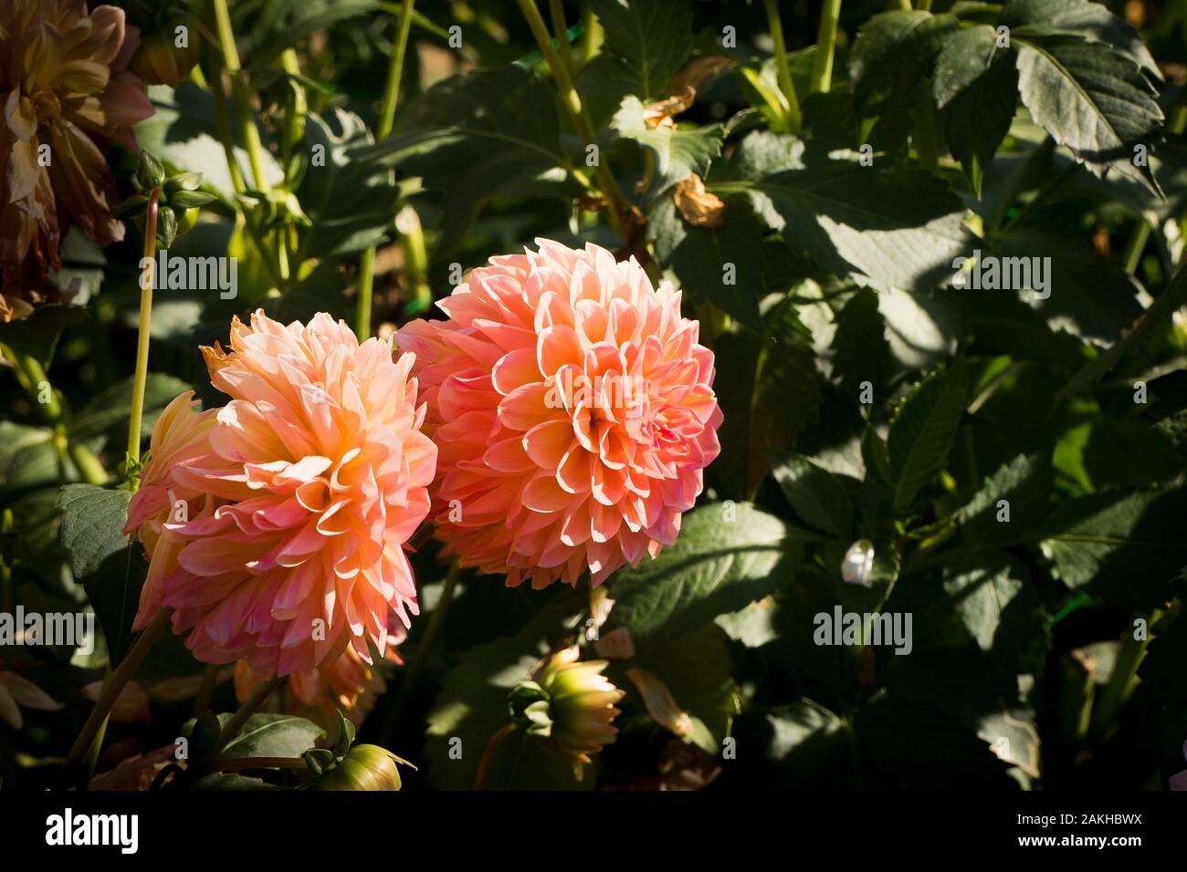 Dahlia Lakeland Polly flowering in UK in September Stock Photo