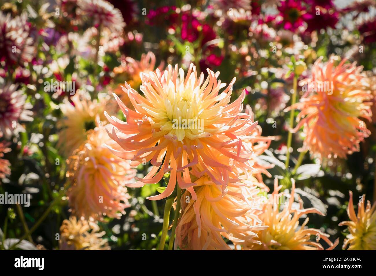Somewhat shaggy petals of  Dahlia Albert Schweitzer which is one of semi-cactus type of dahlias. Stock Photo