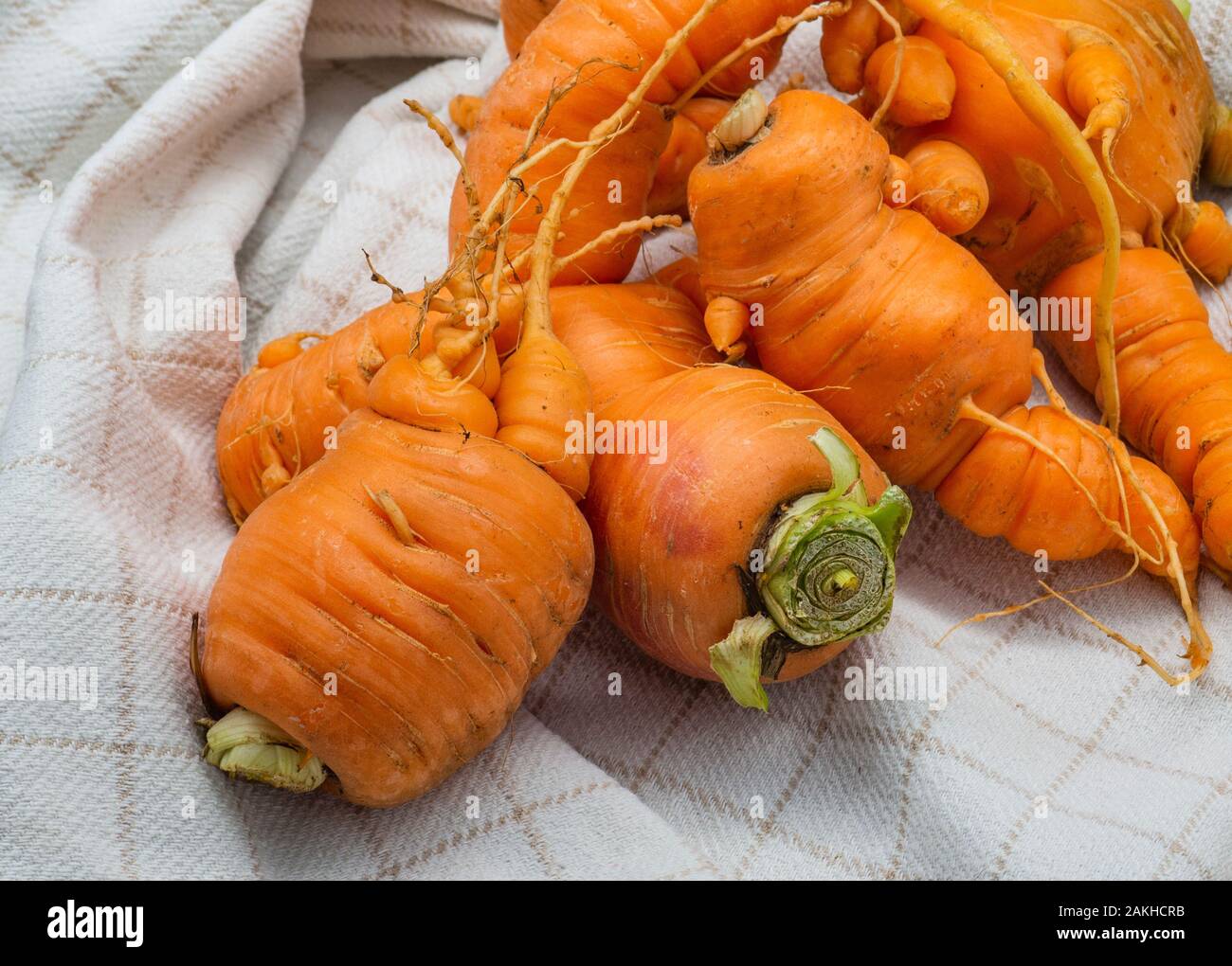 deformed carrots in a napkin Stock Photo