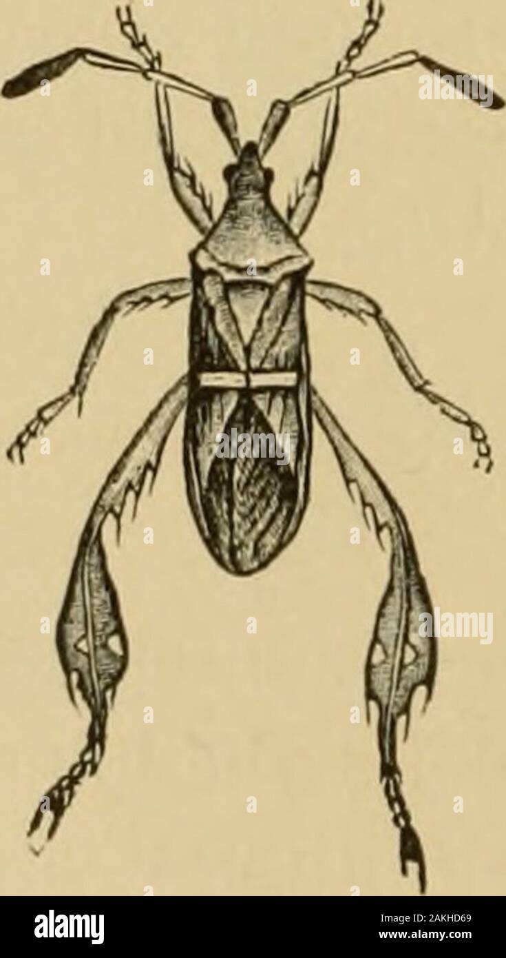 Insects injurious to fruits . PiQ. 896. extremity of the abdomen—that they are quite useless for thepurpose of flight. Their eggs are deposited in the ground.Since they cannot fly, they may easily be destroyed by hand. No. 246.—The Leaf-footed Plant-bug. Lepioglossus phyllopus (Linn.). The leaf-footed plant-bug is of a reddish-brown color, with a long, sharp beak, anda transverse yellowish-white band across itswing-covers. The wings, when raised, showthe body, which is of a bright-red color,with black spots. The shanks of the hindlegs are flattened out into leaf-like append-ages, as shown in F Stock Photo