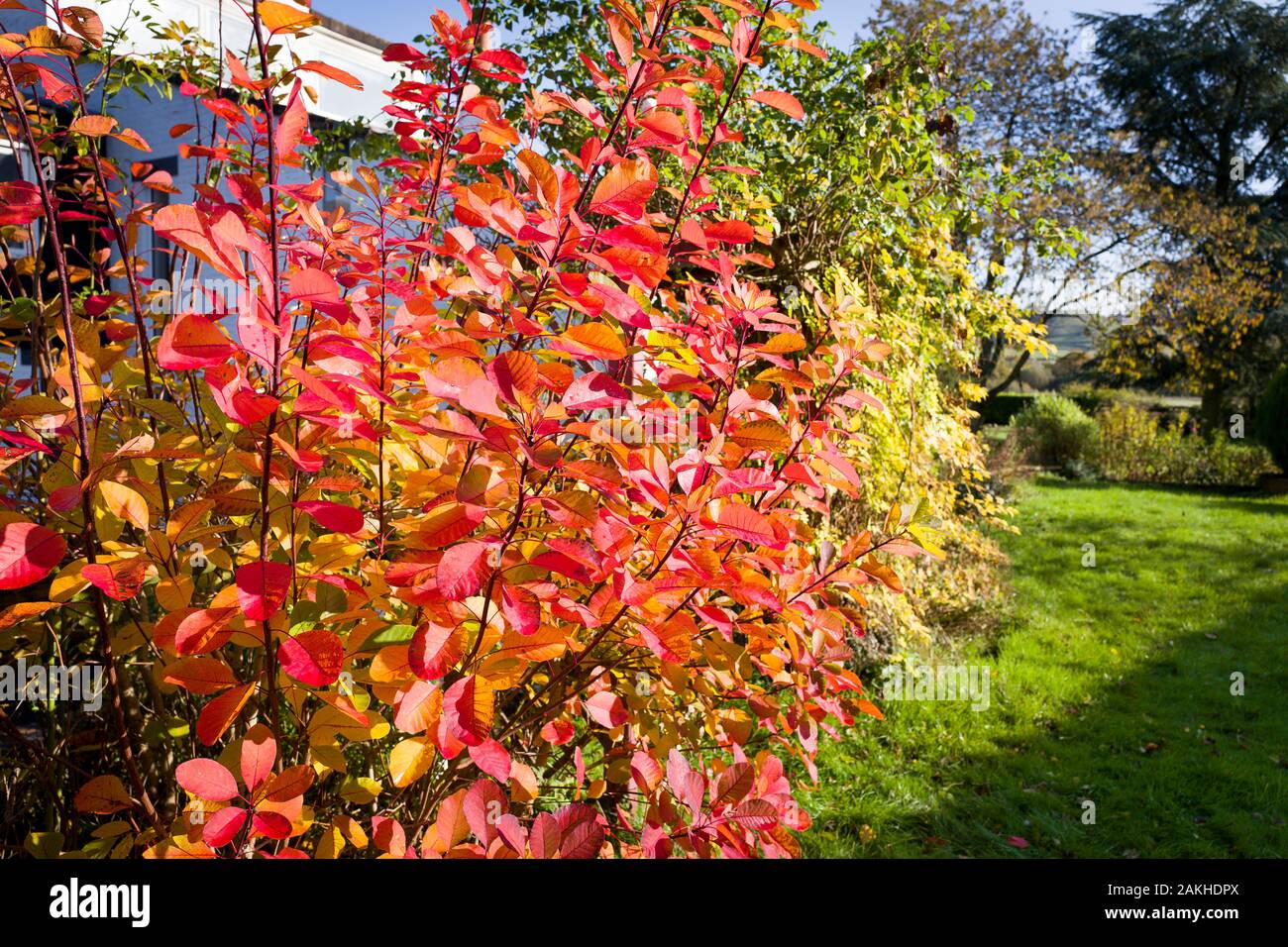 Bright red leaves of Cotinus coggygria Flame (AGM) adding seasonal colour to the garden in October in an English garden Stock Photo