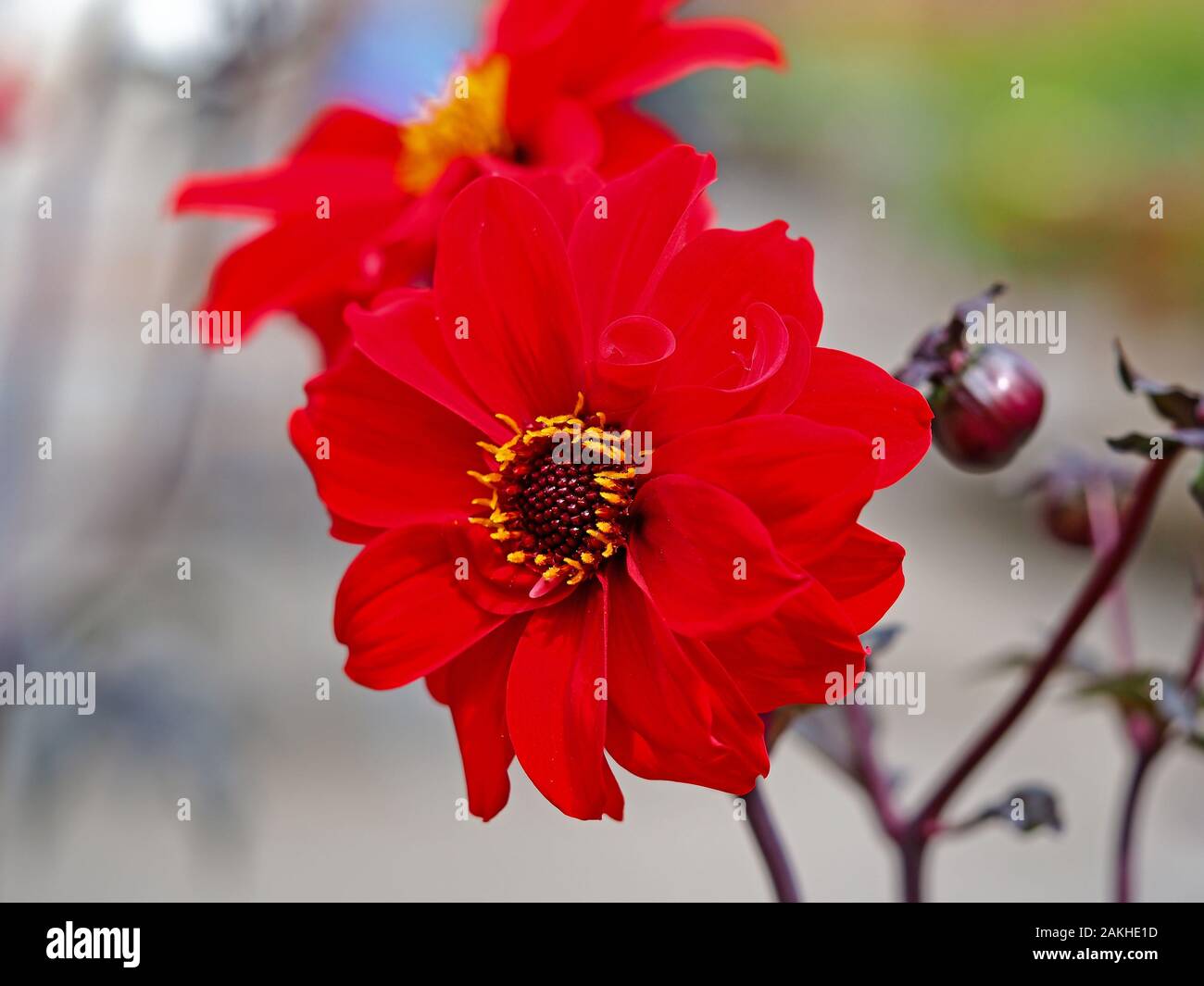 Closeup of a red single Dahlia flower and bud in a garden Stock Photo