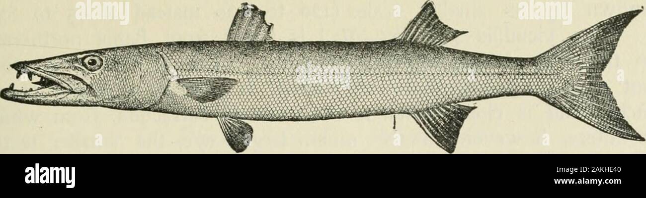 American food and game fishes : a popular account of all the species found in America, north of the equator, with keys for ready identification, life histories and methods of capture . Great Barracuda; Picuda. Great Barracuda ; Picuda SphyrcBiia barracuda (Walbaum) The great barracuda is found from Brazil northward throughthe West hidies to Pensacola, Charleston and the Bermudas. Itis common in the tropics and is the largest and most voraciousof the genus, reaching a length of 6 feet. It is as fierce as ashark and is sometimes very dangerous to bathers. This fish isoccasionally taken with hook Stock Photo