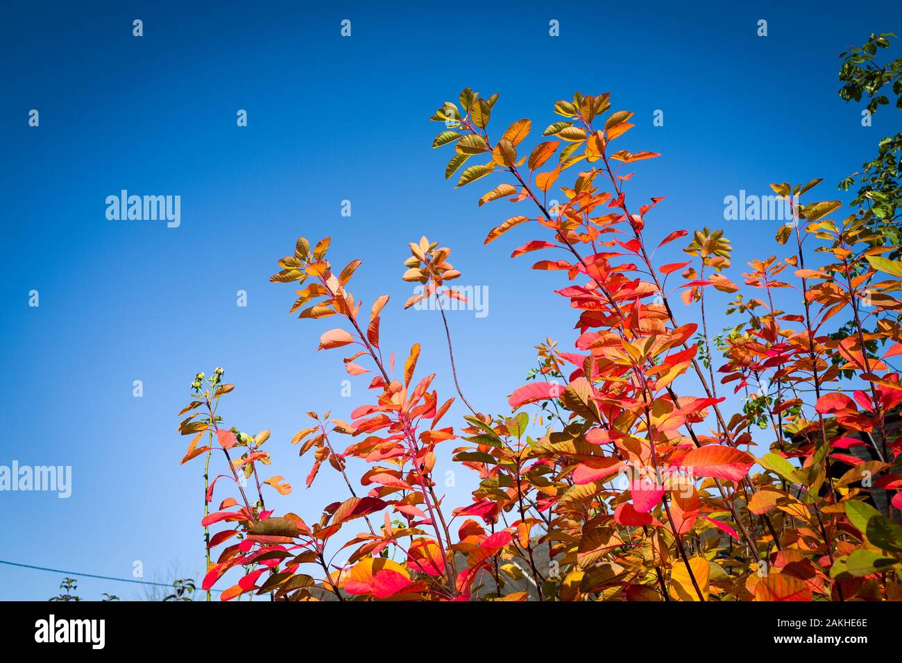 Bright red leaves of Cotinus coggygria Flame (AGM) adding seasonal colour to the garden in October in an English garden7 Stock Photo