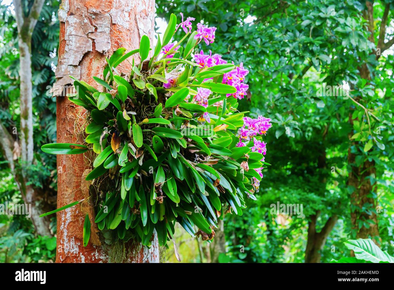 picture of a cattleya hybrid orchid seen in Oahu, Hawaii Stock Photo