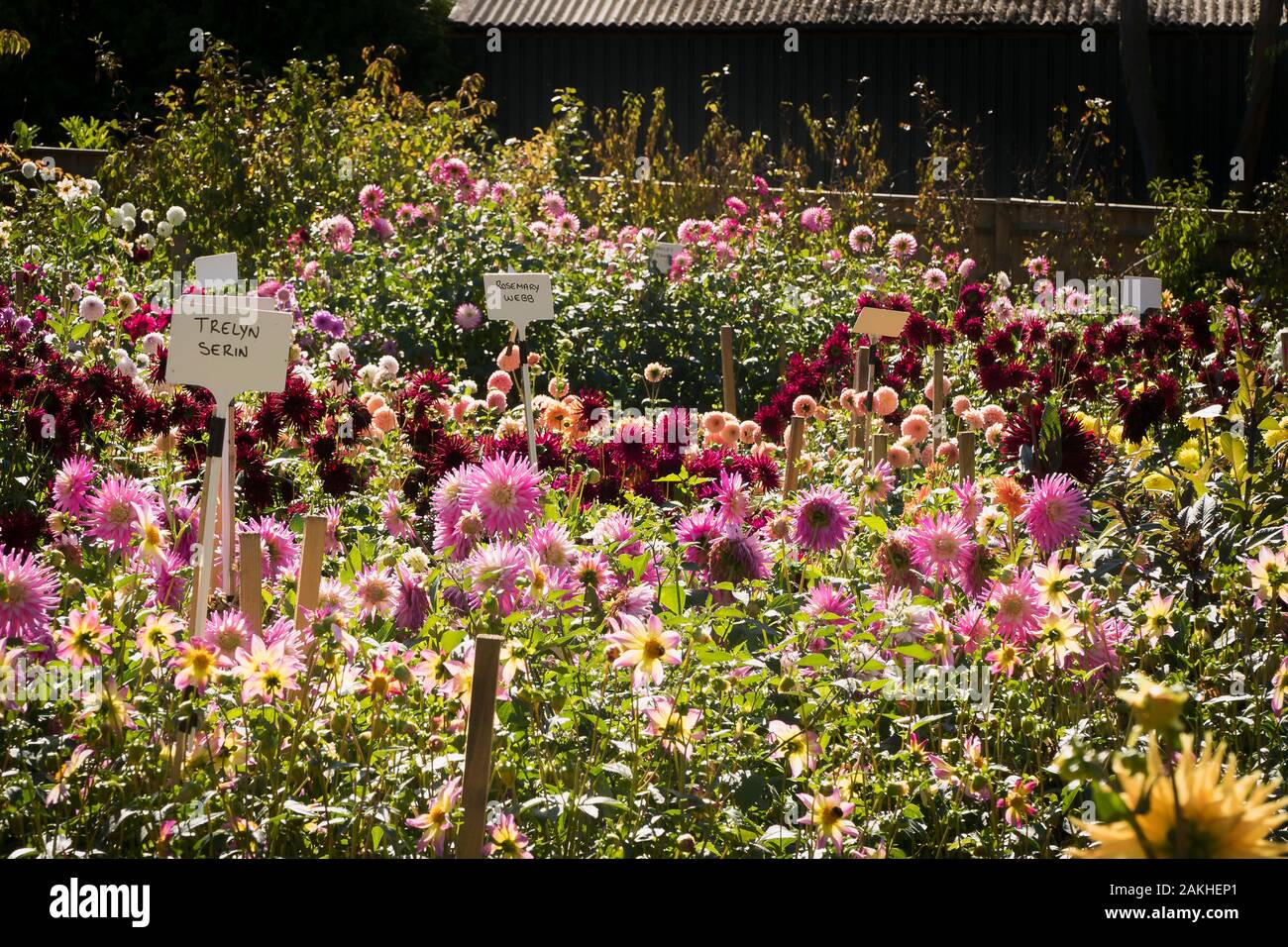 Colourful dahlias in a show field at a specialist nursery near Rombey Hampshire England UK in September Stock Photo
