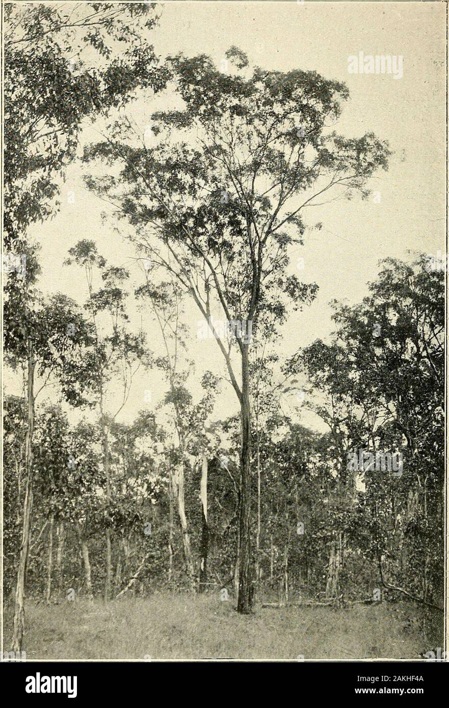 Comprehensive catalogue of Queensland plants, both indigenous and naturalisedTo which are added, where known, the aboriginal and other vernacular names; with numerous illustrations, and copious notes on the properties, features, &c., of the plants . ich this article is made, and, as a properand careful testing of the milky sap has not been carried out, weare still in the dark as to the value of our native trees for thismaterial. It is probable that for all time, as at present, there willibe differences of opinion as to the relative value of the words genus, species, variety, and form, and, as Stock Photo