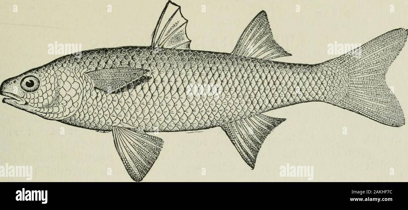 American food and game fishes : a popular account of all the species found in America, north of the equator, with keys for ready identification, life histories and methods of capture . a little mullet, reaching 6 inches in length. It occurs on ourPacific Coast from Mazatlan to Panama. It is not abundant andis not of much food value. GENUS AGONOSTOMUS BENNETTThe Dajaos This genus differs from Mugil chiefly in not having thestomach gizzard-like. Cleft of mouth extending laterally aboutto front of eye; teeth small, in villiform bands in each jaw,sometimes also on vomer; edge of lower lip rounded; Stock Photo