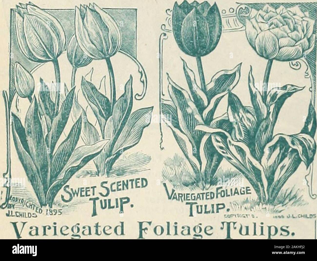 Childs' fall catalogue of bulbs and plants that bloom . A new race of Tulips which produce only solid self cororsand bloom early in May. The (lowers are of great size likeGesneriana and are borne on tall graceful stems. The colorsare exceedingly rich and varied, ranging through all theshades of rose, deep red, violet, purple-blues to coal black.They are probably the most showy class of tulips in cultiva-tion, a bed of them producing an effect which for rich splen-dor is not surpassed by any other flower. A valuable novel-ty which all should try. Mixed—All colors and shades, fine bulbs. Doz. 35 Stock Photo