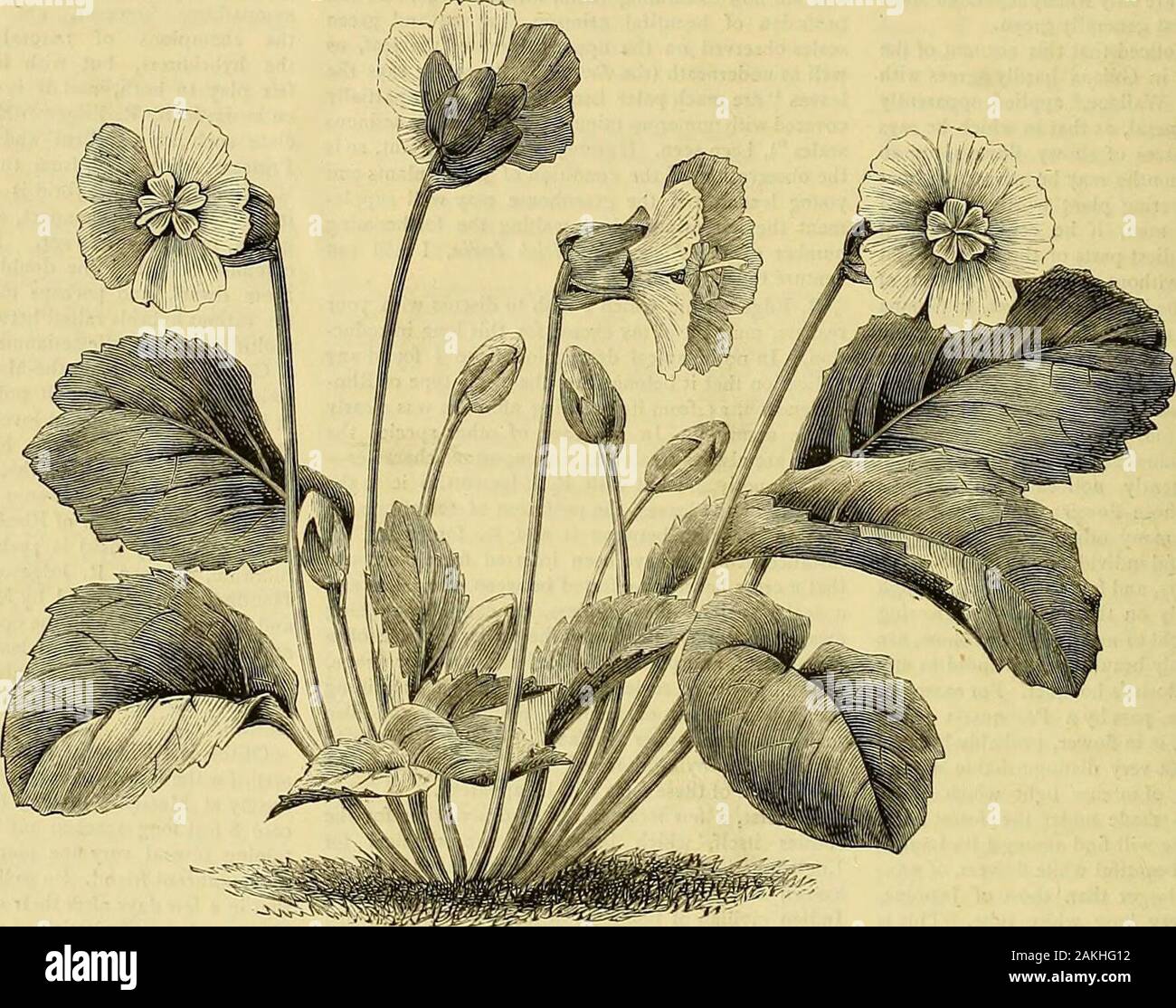 The Gardeners' chronicle : a weekly illustrated journal of horticulture and allied subjects . inch). Theflowers occur singly on the ends of leafless stalks orscapes, emerging from among and exceeding in heightthe tuft of leaves. The bell-shaped flowers have threesmall bracts close to the calyx. They are about aninch in diameter when expanded, pure white, shadinginto rose colour as they wither. The botanicalstructure is interesting, by reason of the imbricatecalyx, the verticillate petals, and the curious row of rr. Fig. 109.—shortia galacifolia ; flowers pale rose. to the Atlantic States of No Stock Photo