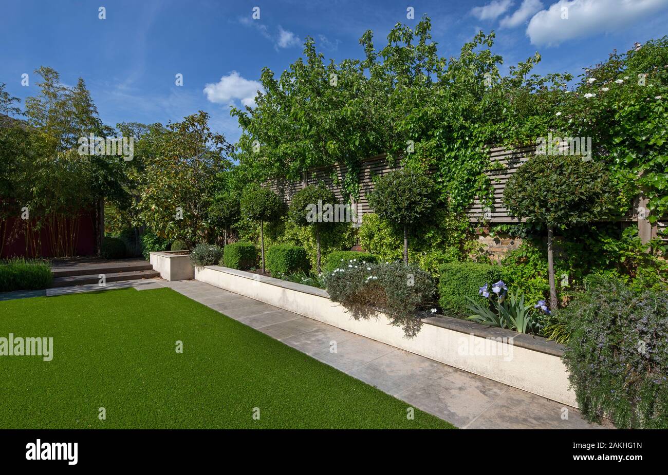 contemporary english garden with plastic artificial lawn and white rendered raised boarder with box hedge and topiary Stock Photo