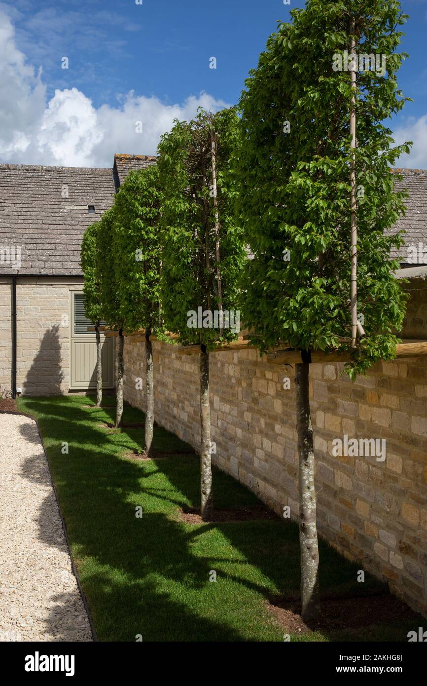 pleached Beech Trees as barrier fence in english garden Stock Photo